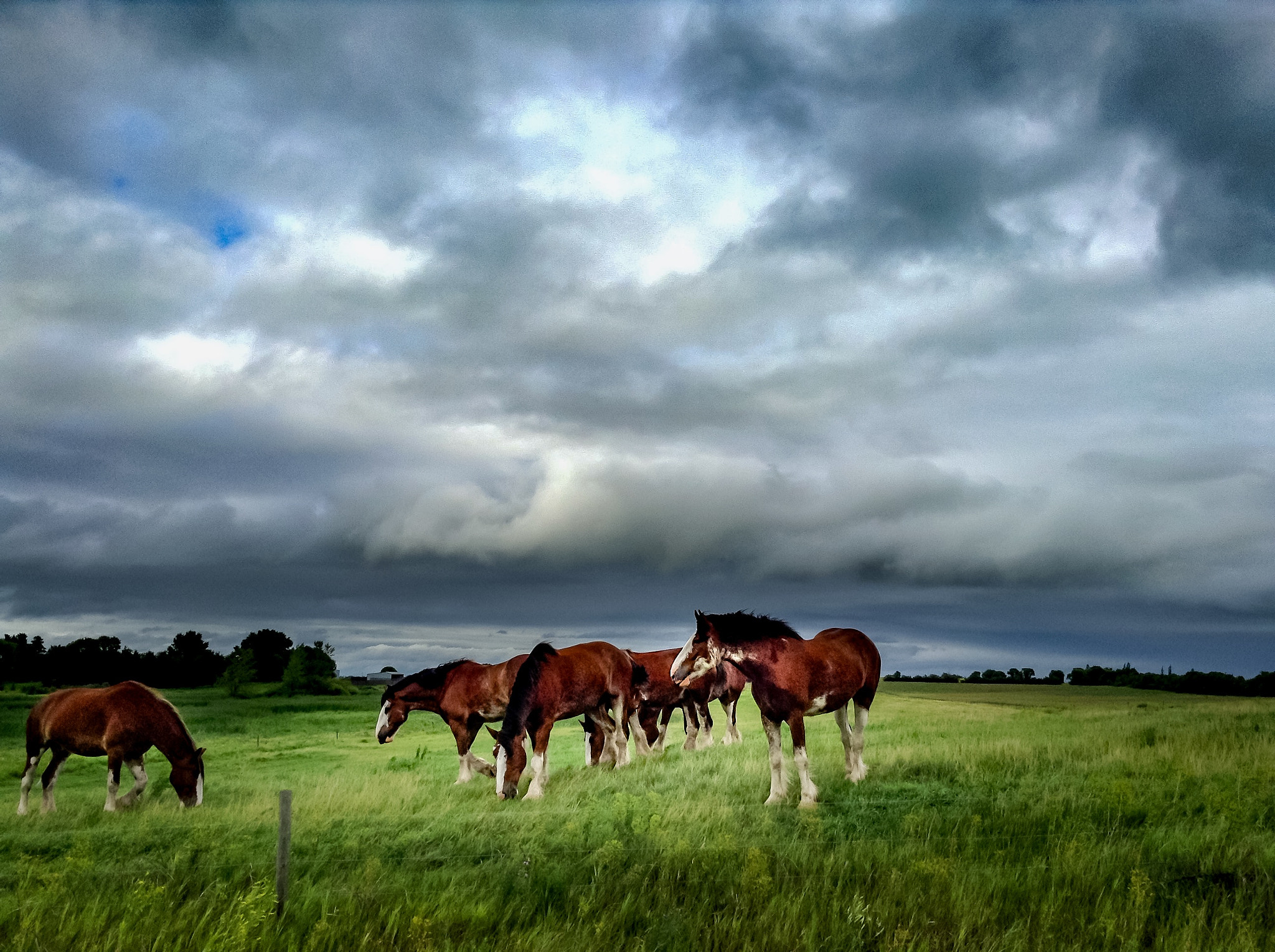 iPad mini back camera 3.3mm f/2.4 sample photo. Horses photography