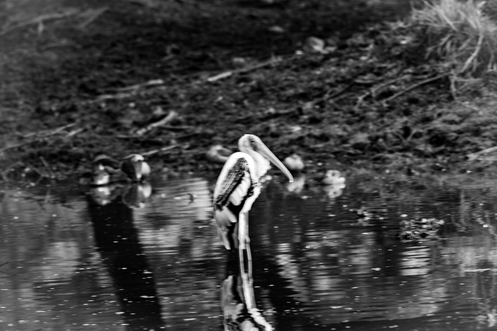 Nikon D7200 + Nikon AF-S Nikkor 300mm F4D ED-IF sample photo. Am i really alone photography