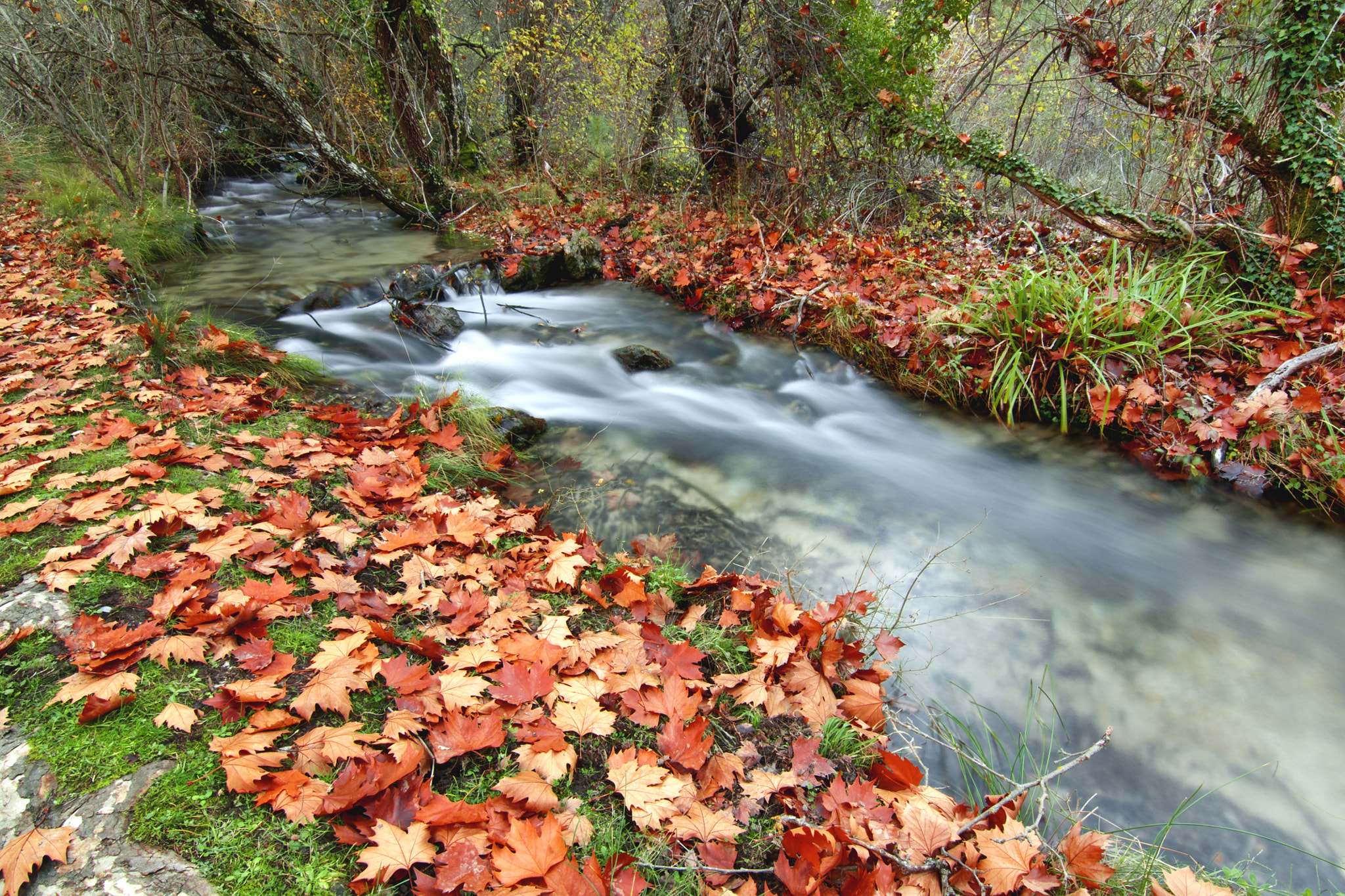 Sony Alpha DSLR-A700 + 20mm F2.8 sample photo. Autumn river photography