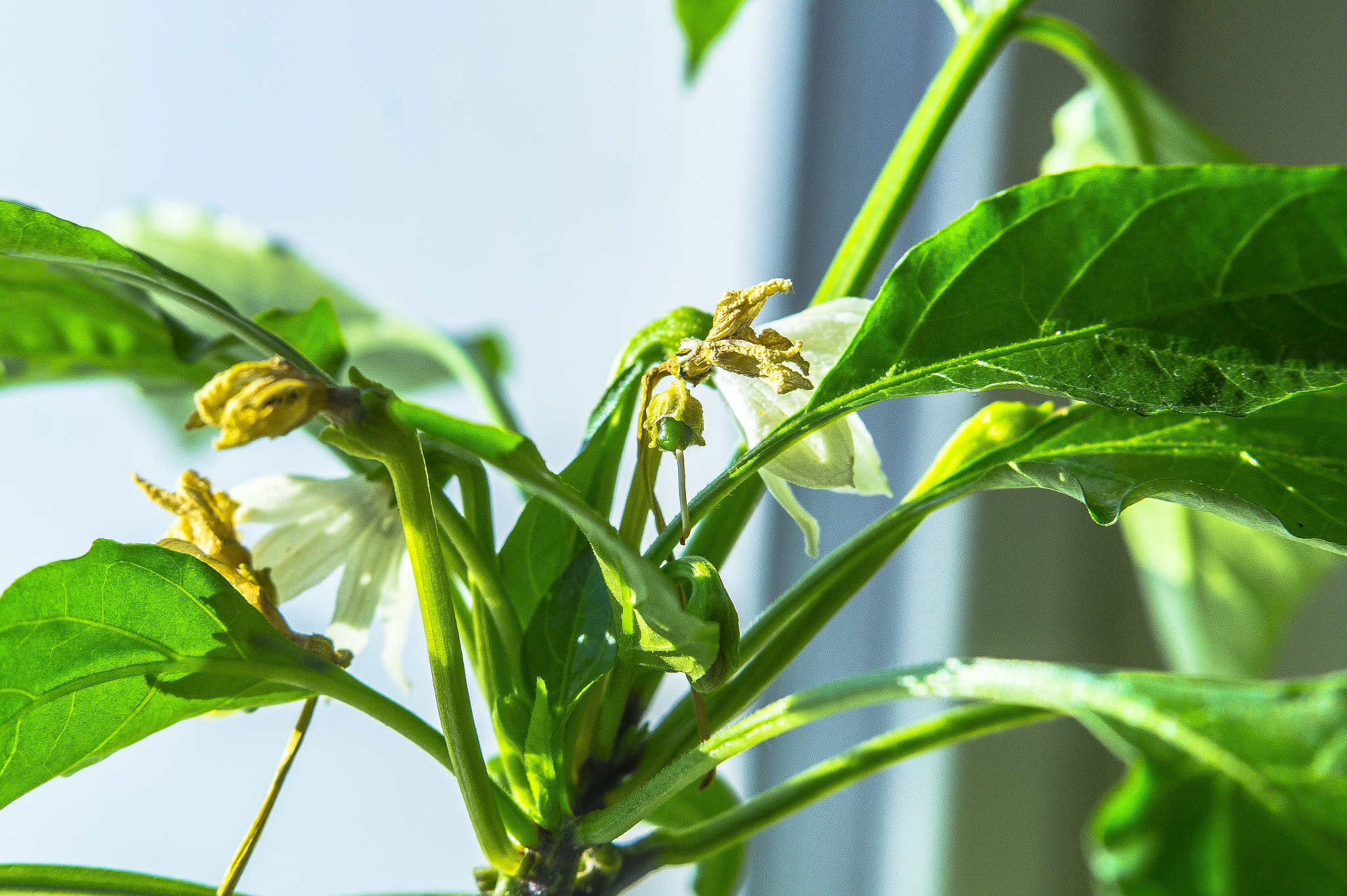 E 18-50mm F4-5.6 sample photo. Ghost pepper macro photography