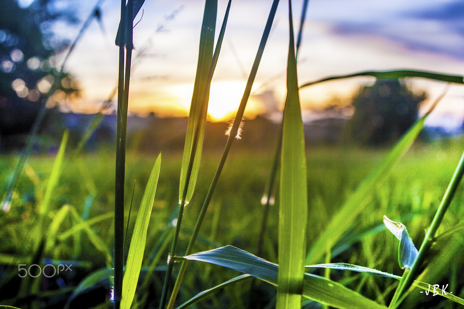 Canon EF 28-80mm f/3.5-5.6 USM sample photo. Grass closeup photography