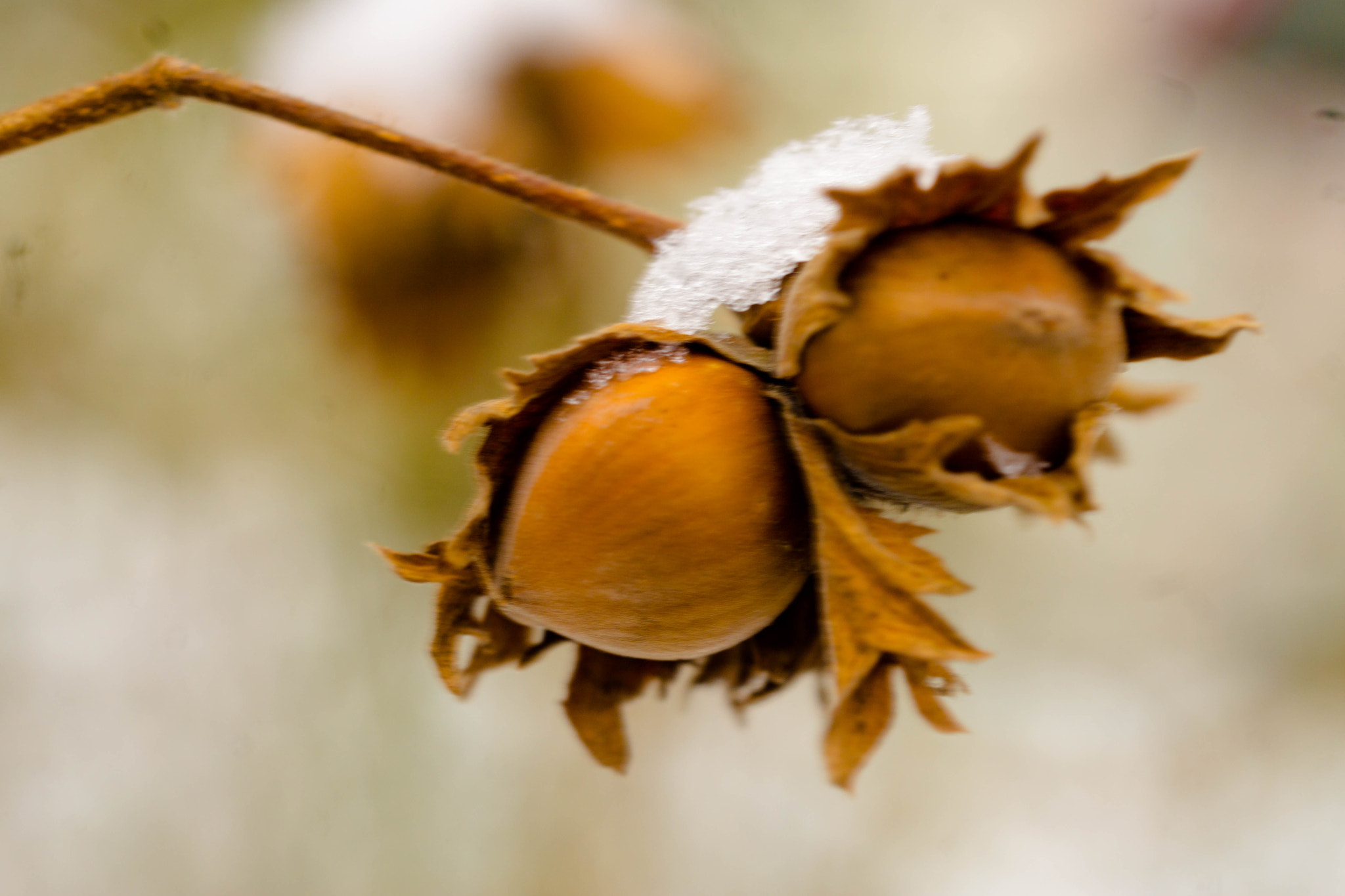 MACRO 50mm F2.8 sample photo. Das mädchen mit den haselnüssen photography