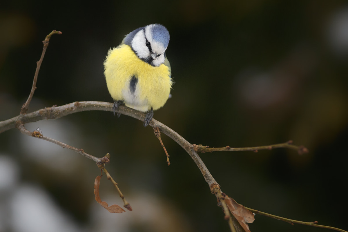 Canon EOS-1D X + Canon EF 400mm F2.8L IS II USM sample photo. Blue tit photography