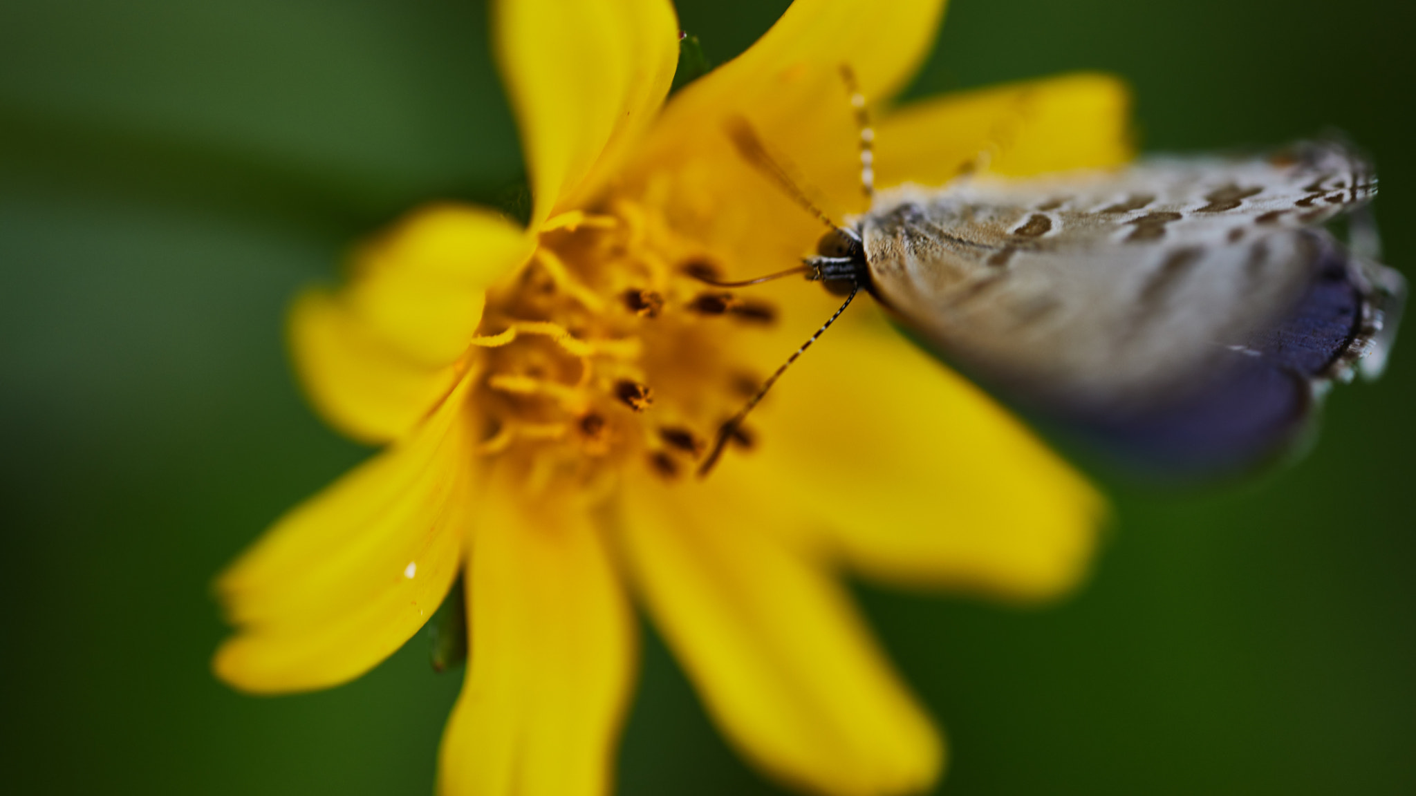 Canon MP-E 65mm F2.5 1-5x Macro Photo sample photo. Nectar photography
