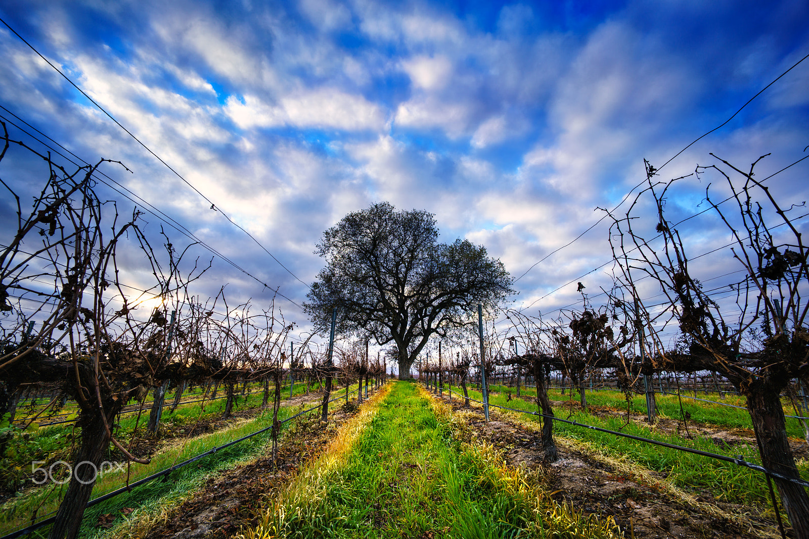 Sony a7R II + Voigtlander SUPER WIDE-HELIAR 15mm F4.5 III sample photo. Winter vineyards photography