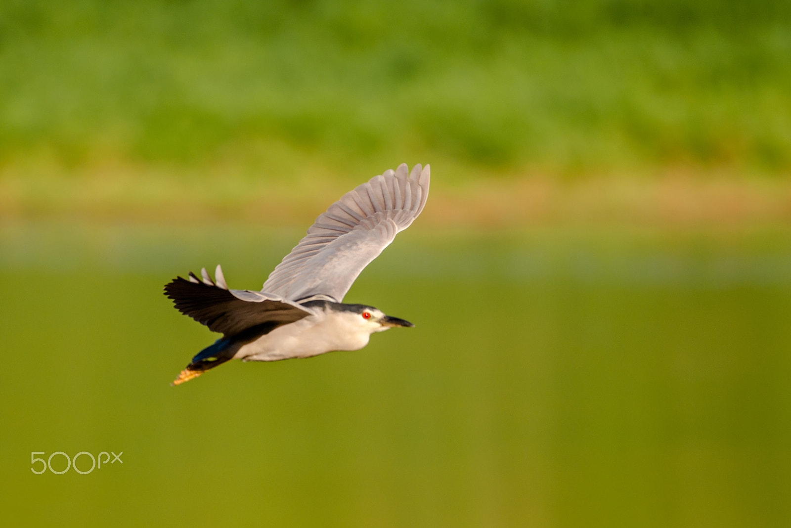 Sigma 150-600mm F5-6.3 DG OS HSM | C sample photo. Black-crowned night-heron photography