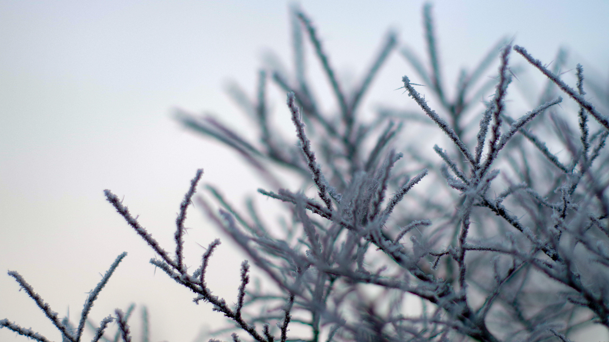 Pentax K-30 sample photo. Winter dream photography