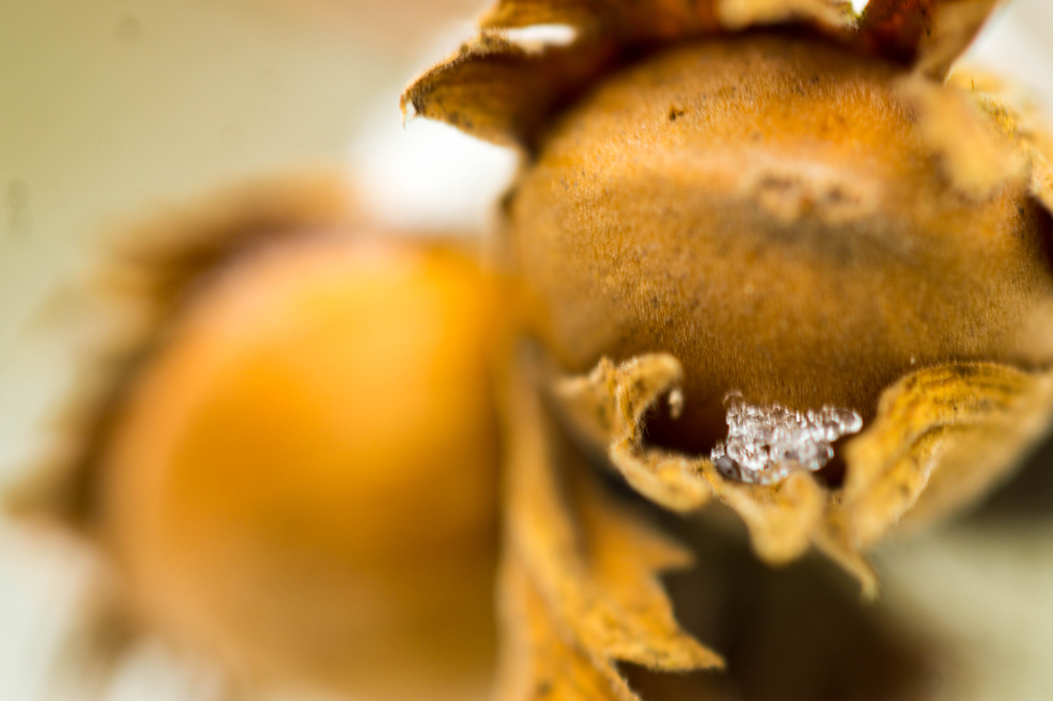 MACRO 50mm F2.8 sample photo. Mehr nüsse gibt es nicht mehr ... photography