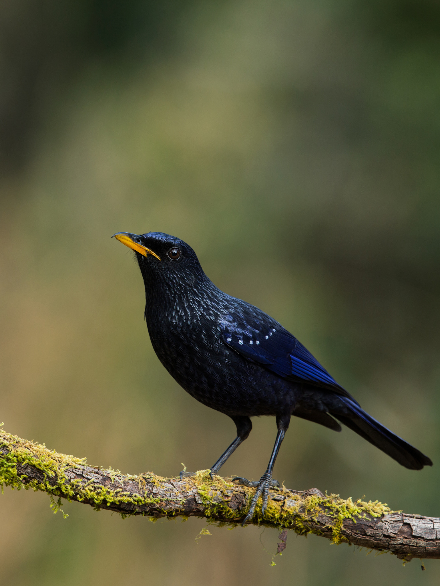 Canon EF 500mm F4L IS II USM sample photo. Blue whistling thrush photography