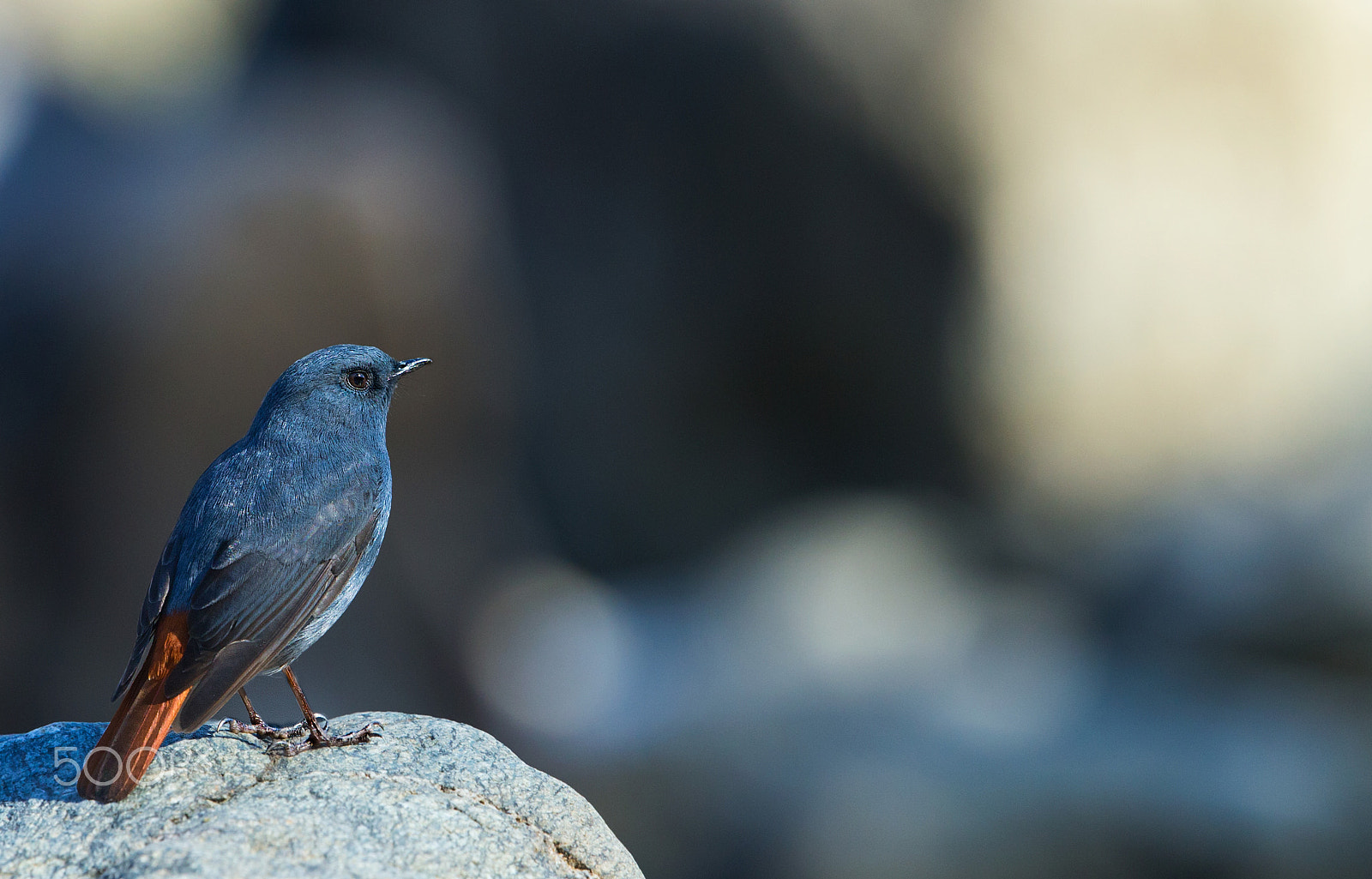 Canon EF 500mm F4L IS II USM sample photo. Plumbeous water redstart photography