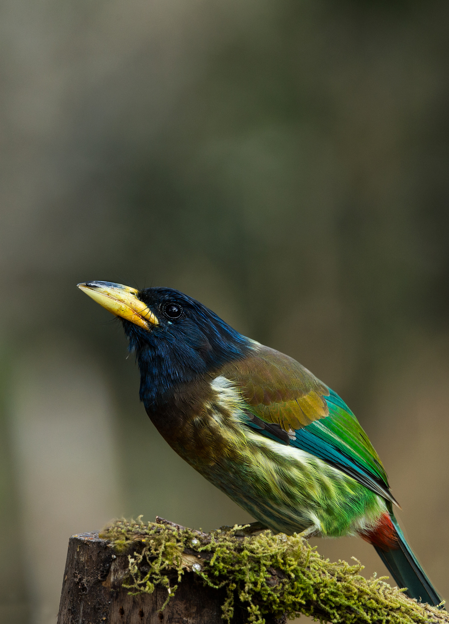 Canon EOS-1D X + Canon EF 500mm F4L IS II USM sample photo. Great barbet photography