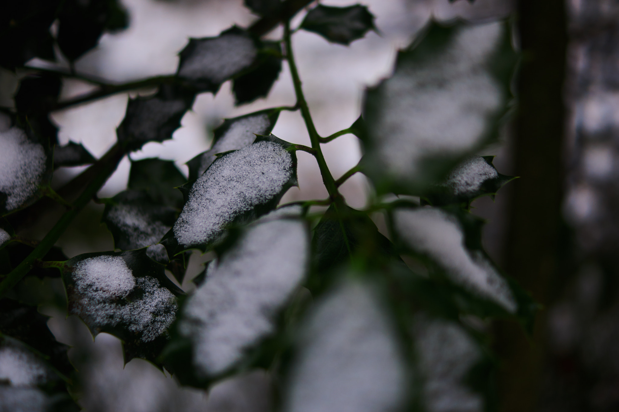 Sony SLT-A77 + Sony DT 35mm F1.8 SAM sample photo. Focus photography