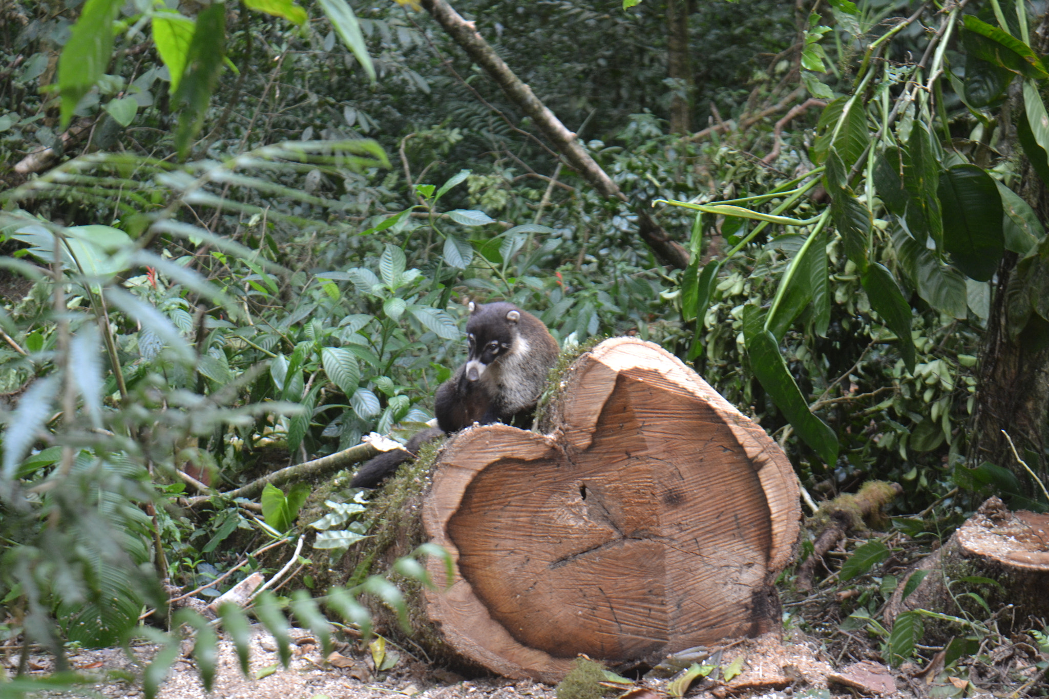 Nikon D3100 + Sigma 18-50mm F2.8-4.5 DC OS HSM sample photo. Coati on a felled tree photography