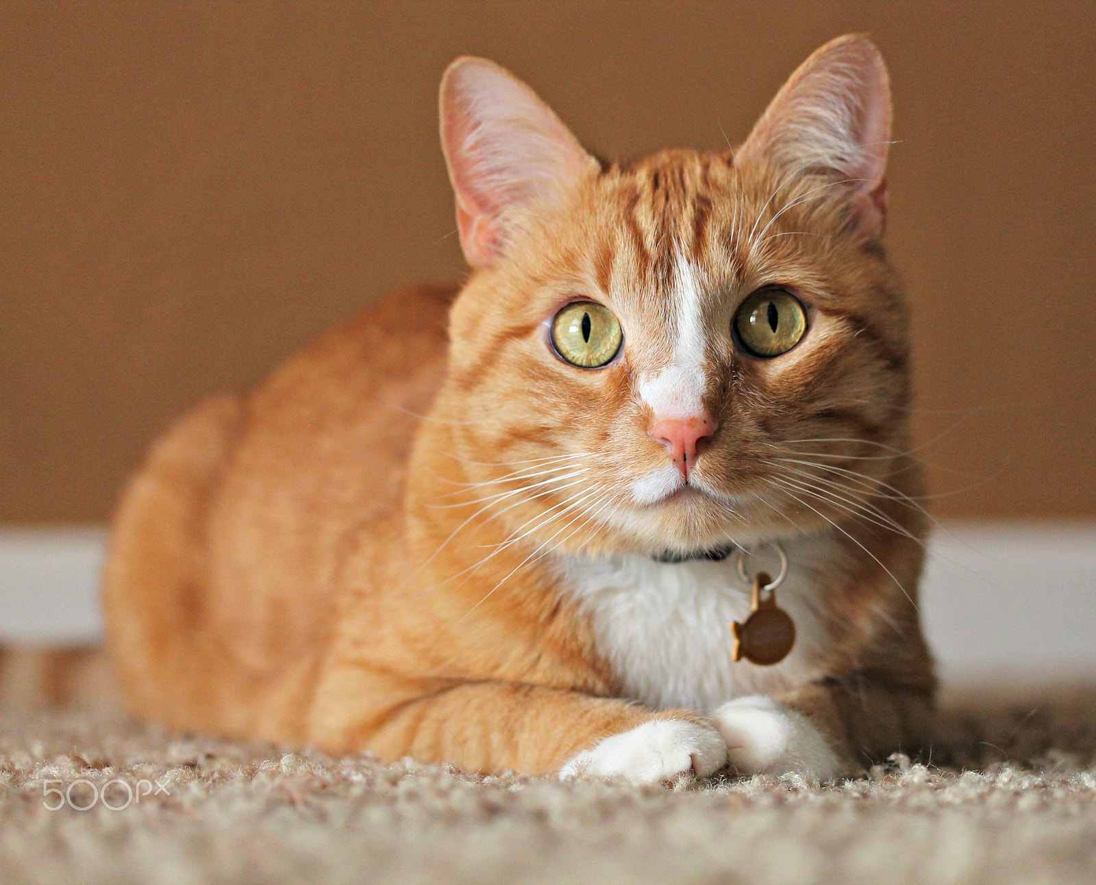 Canon EF-S 60mm F2.8 Macro USM sample photo. Ronald mcdonald photography