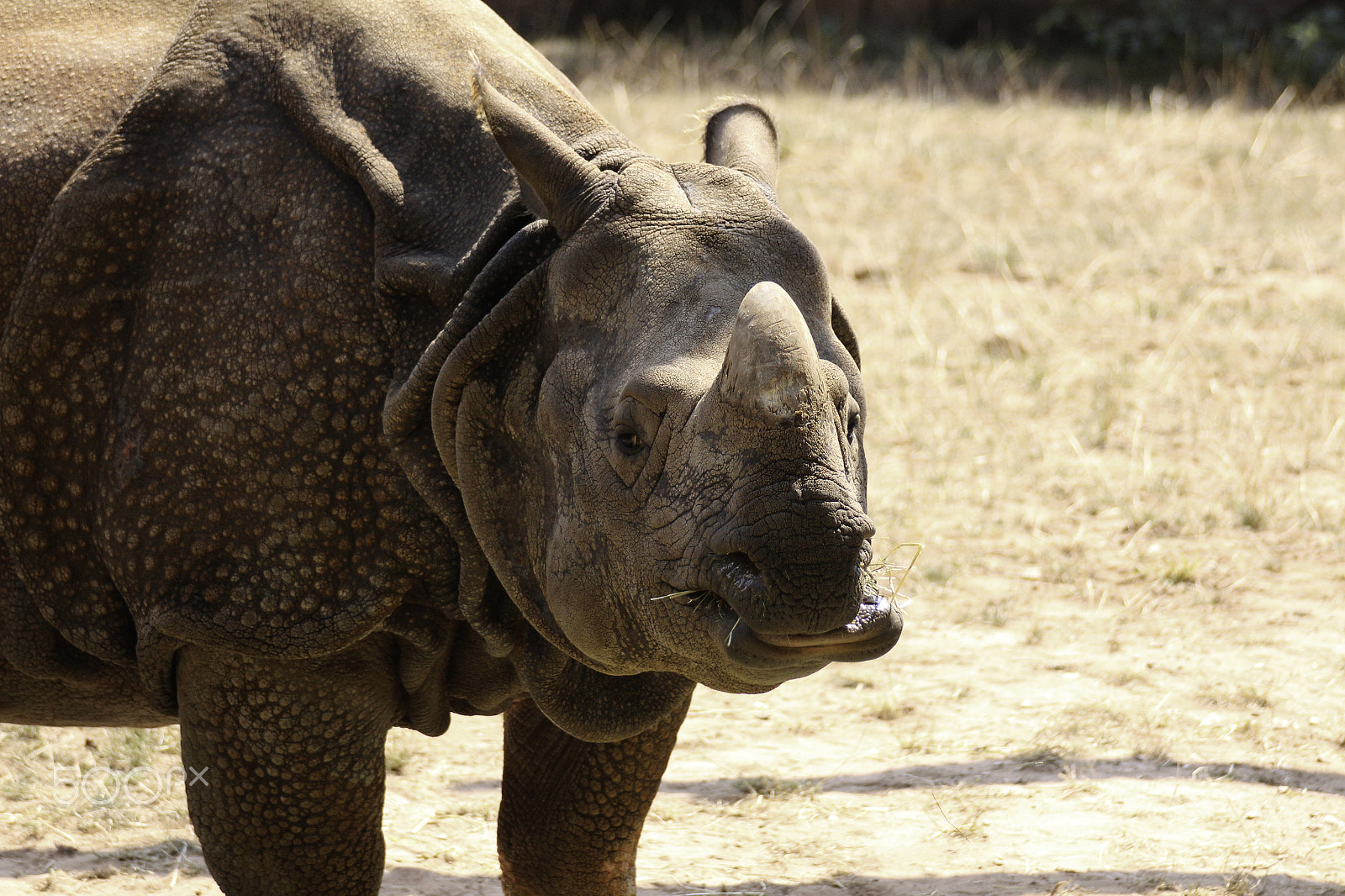 Canon EOS 650D (EOS Rebel T4i / EOS Kiss X6i) sample photo. Indian rhinoceros at the nuremberg zoo photography
