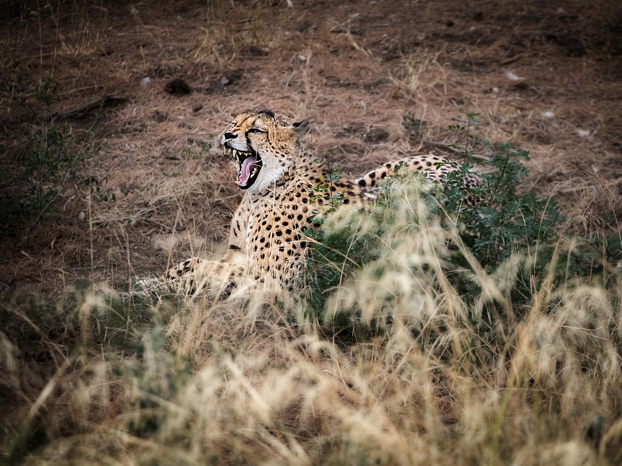 Canon EOS 80D + Canon EF 70-200mm F4L USM sample photo. Hungry cheetah photography