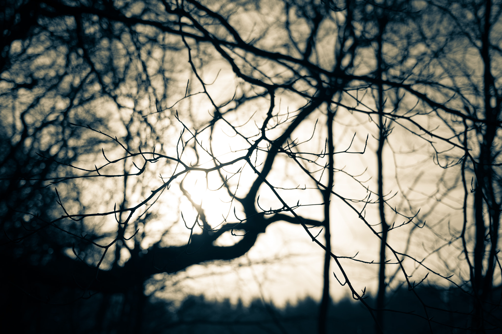 Canon EOS 700D (EOS Rebel T5i / EOS Kiss X7i) + Canon EF 40mm F2.8 STM sample photo. Branch of doom photography