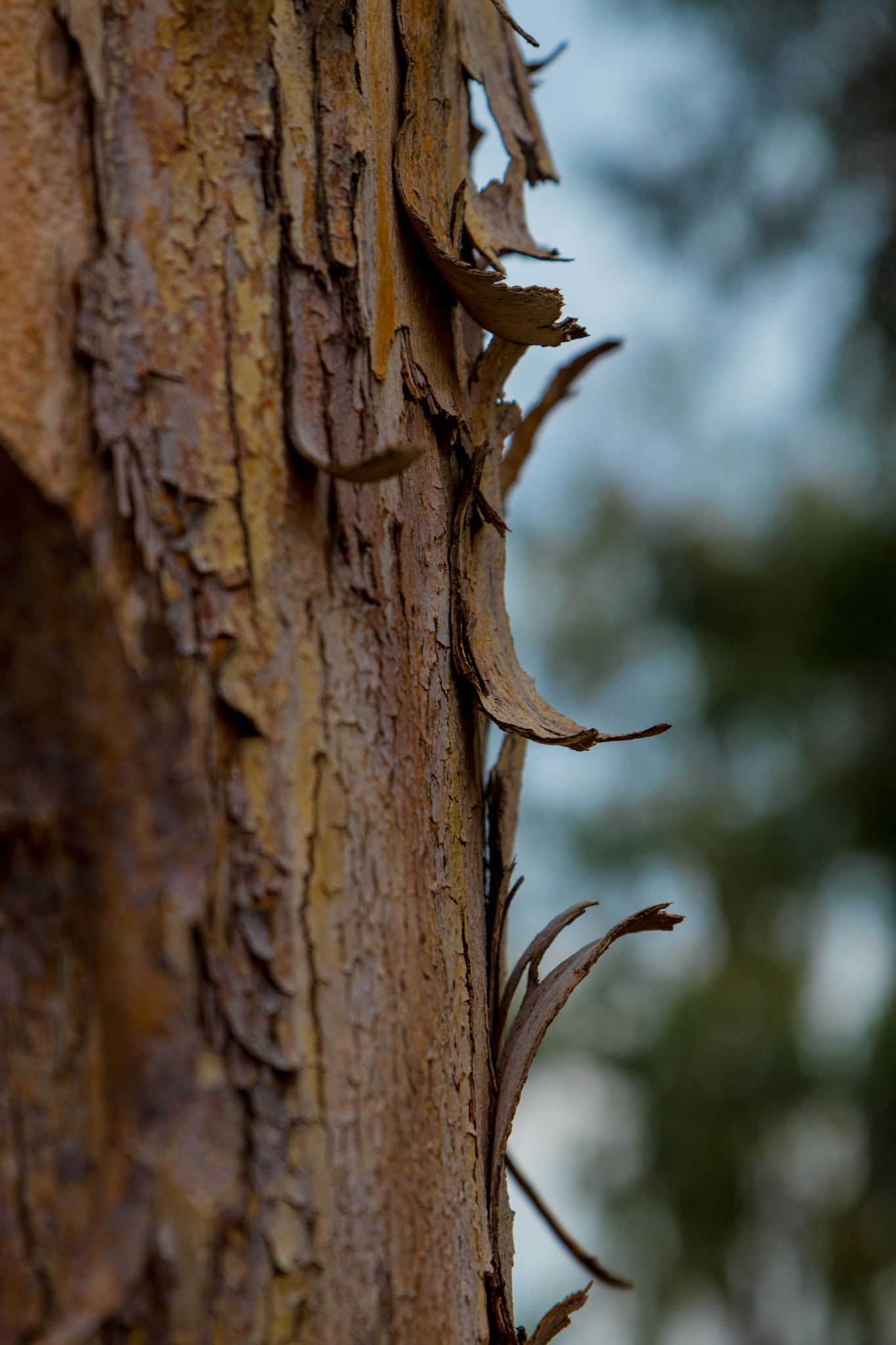 Canon EOS 80D + Sigma 24-70mm F2.8 EX DG Macro sample photo. Trunk photography