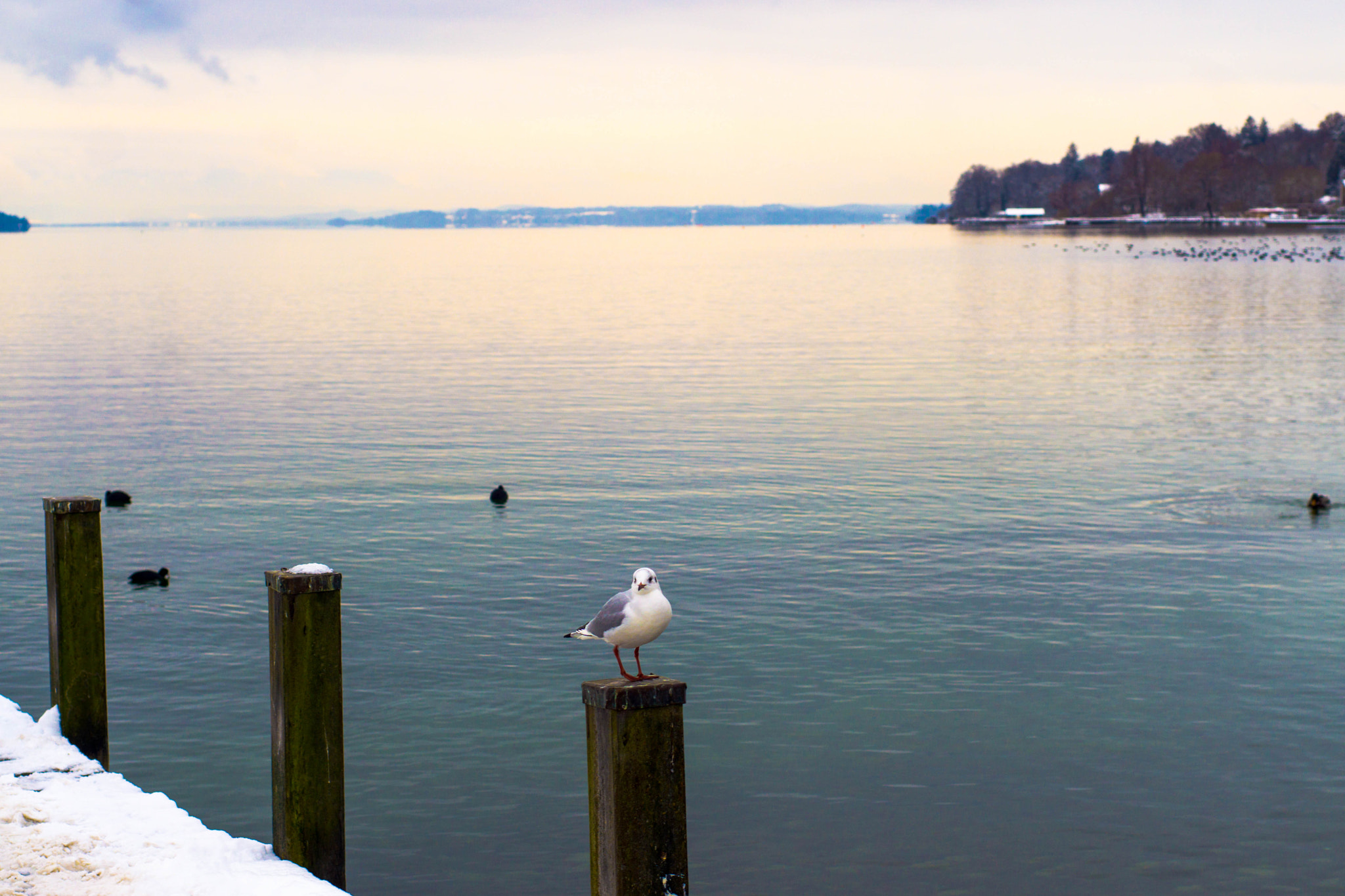 MACRO 50mm F2.8 sample photo. Selfie mit starnberger see photography