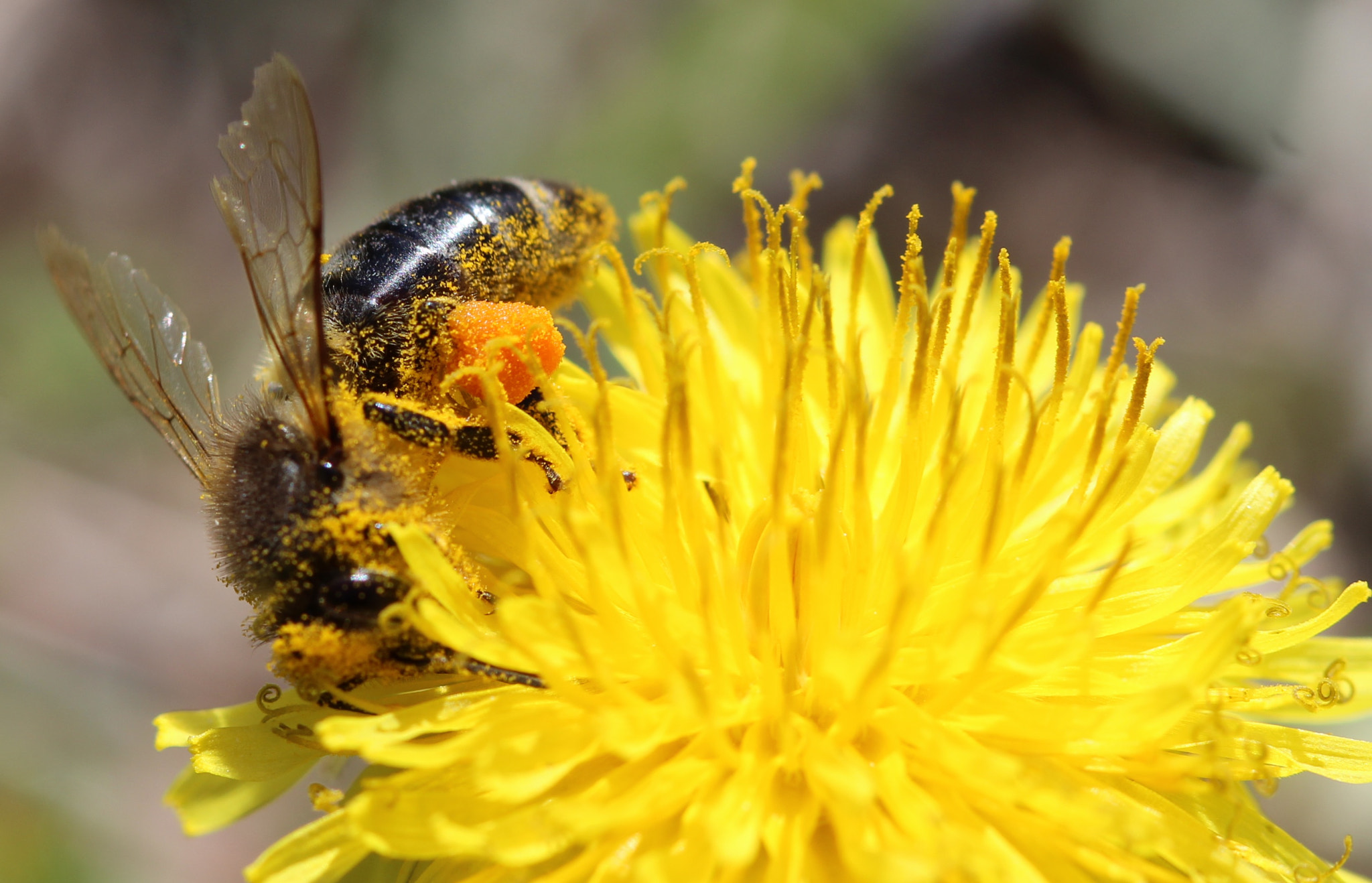 Canon EF 100mm F2.8 Macro USM sample photo. Full of pollen photography