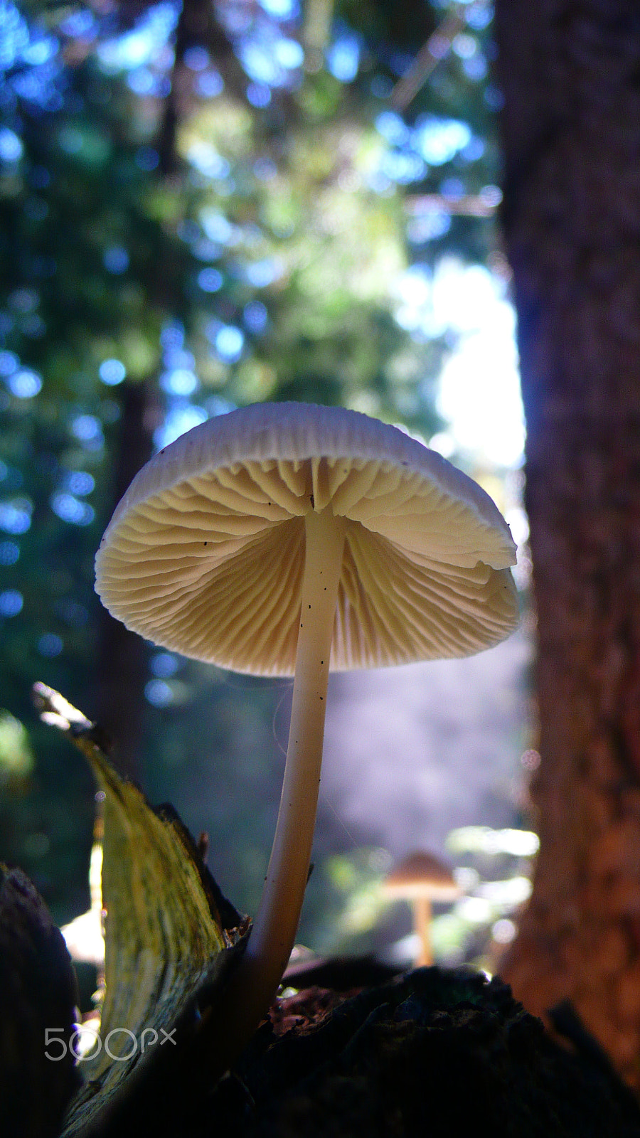 Panasonic DMC-LX2 sample photo. From the fungi series photography