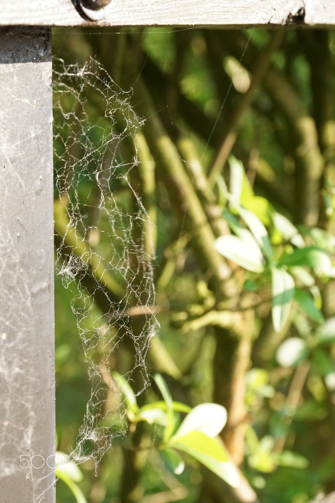 Sony DT 18-135mm F3.5-5.6 SAM sample photo. Spider net | green summer photography