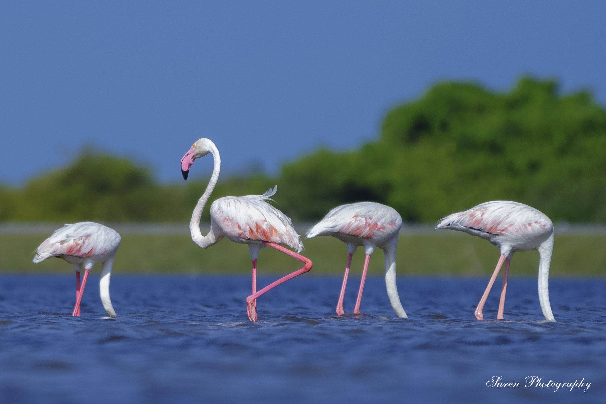 Canon EOS 6D sample photo. Greater flamingo photography