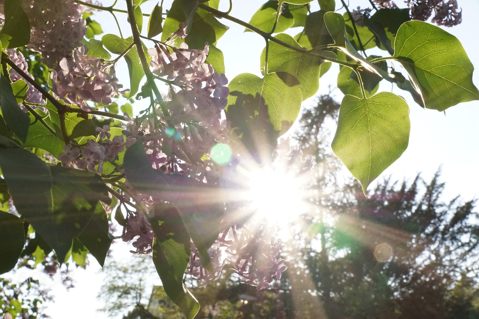 Sony ILCA-77M2 sample photo. Lense flare through leaves | green summer photography