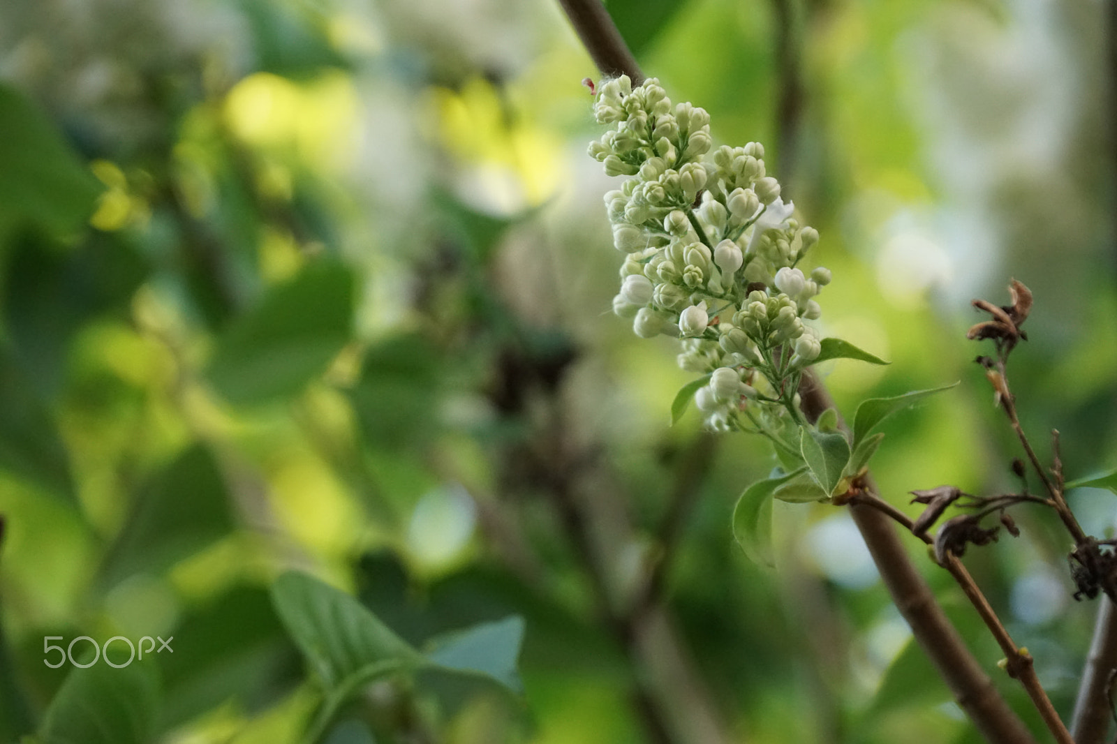 Sony DT 18-135mm F3.5-5.6 SAM sample photo. White flower | green summer photography