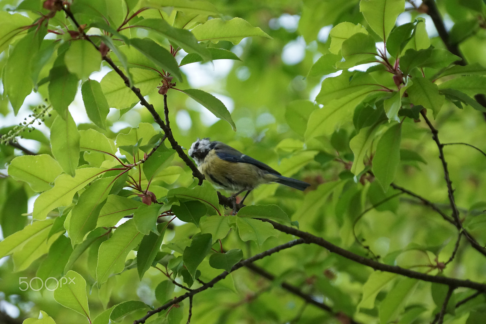 Sony DT 18-135mm F3.5-5.6 SAM sample photo. Meise am baum | green summer photography