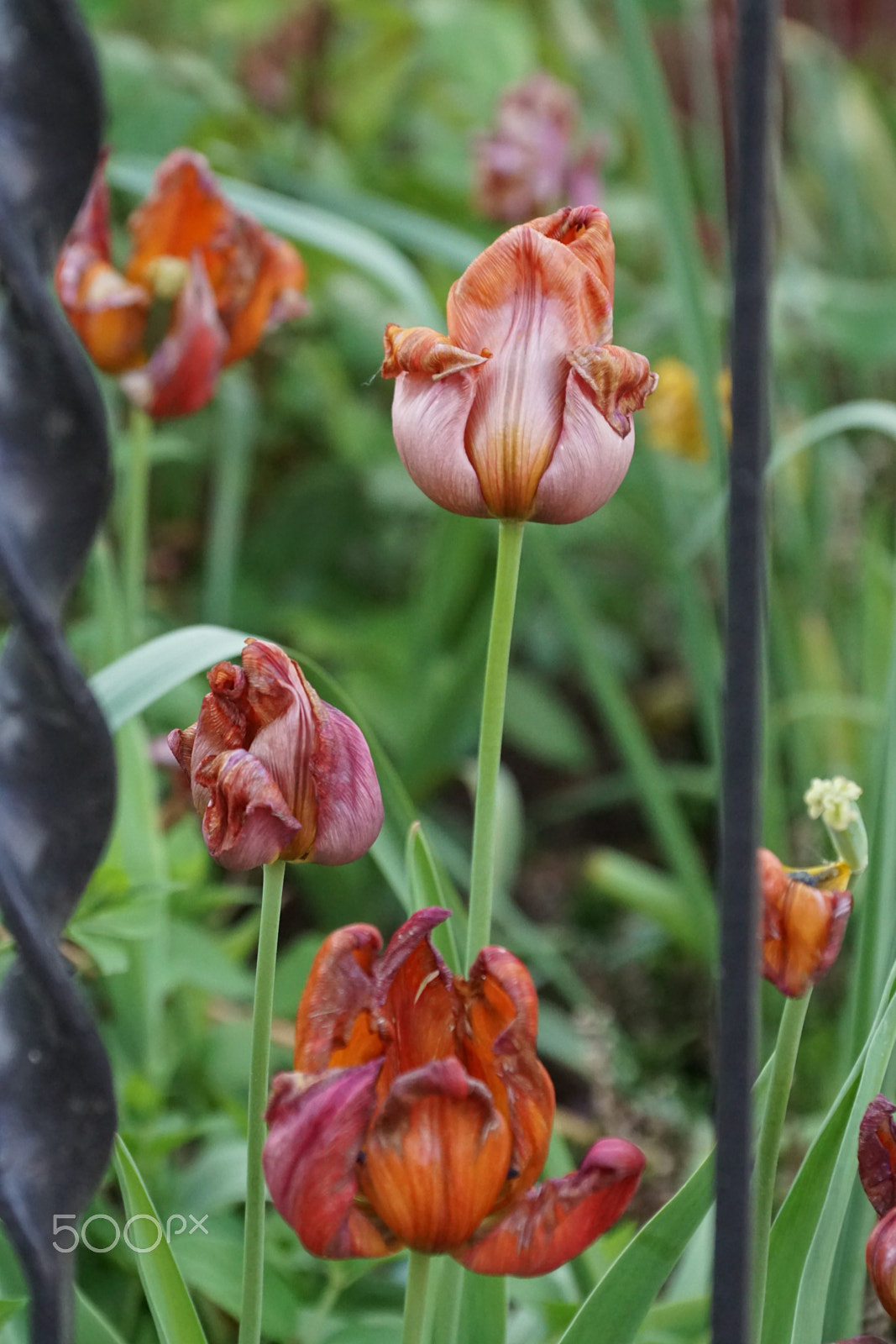 Sony DT 18-135mm F3.5-5.6 SAM sample photo