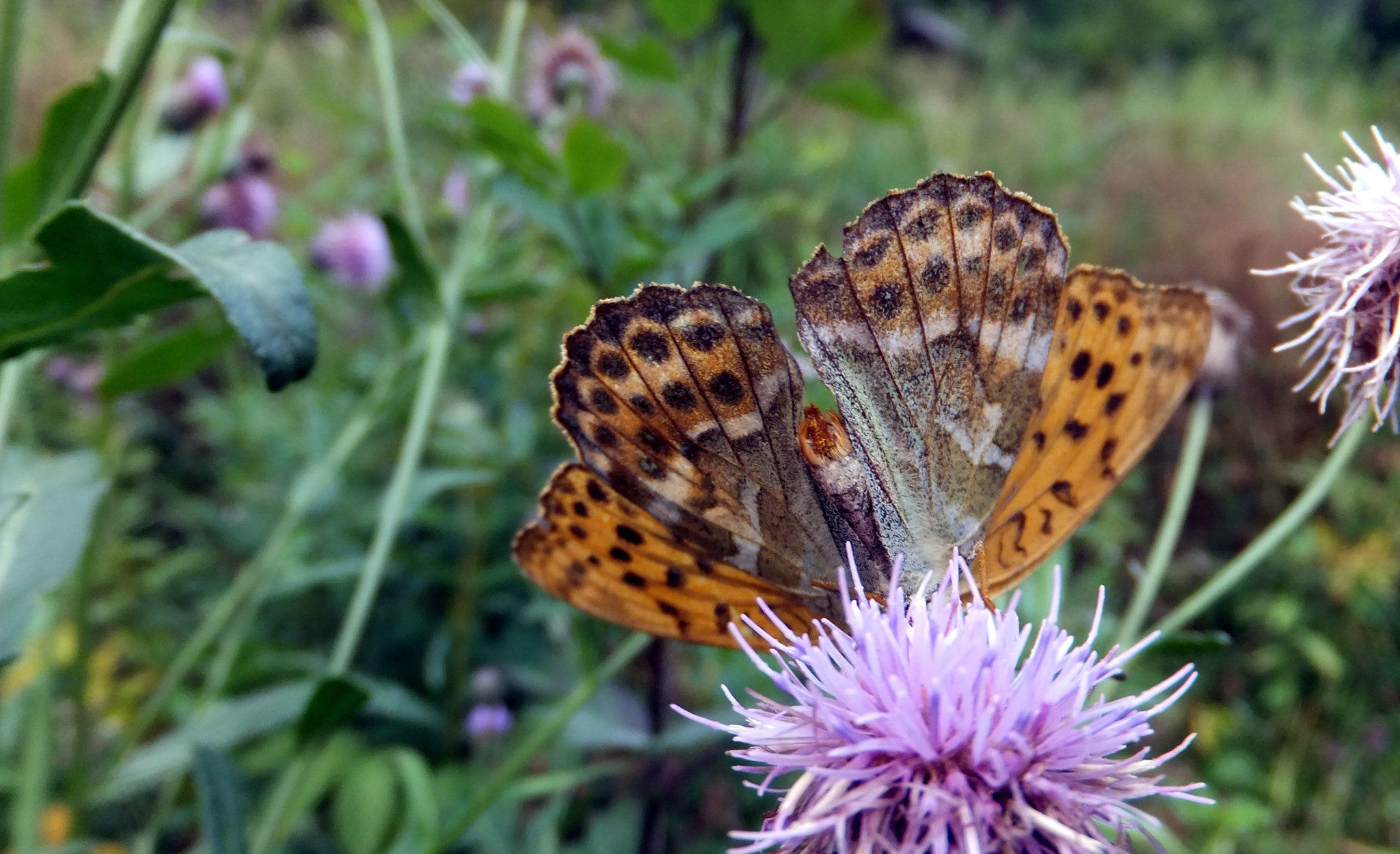 FujiFilm FinePix F500 EXR (FinePix F505 EXR) sample photo. *** photography