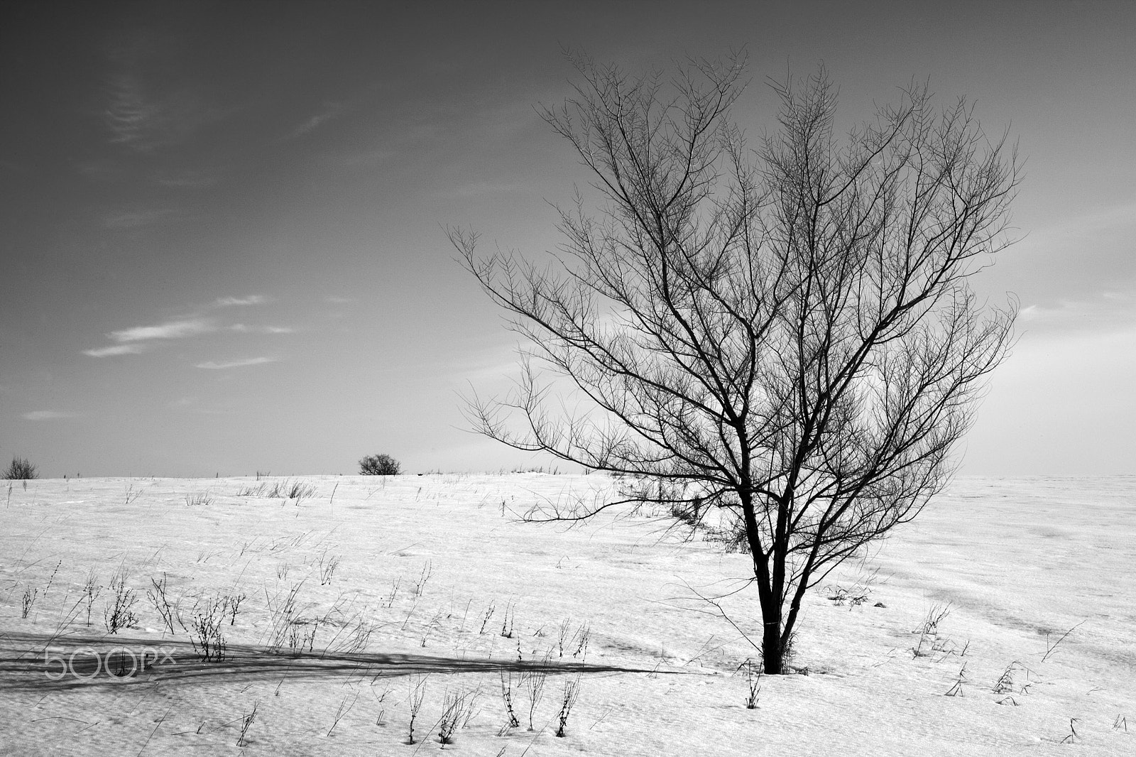 Canon EOS-1Ds Mark II sample photo. The tree photography