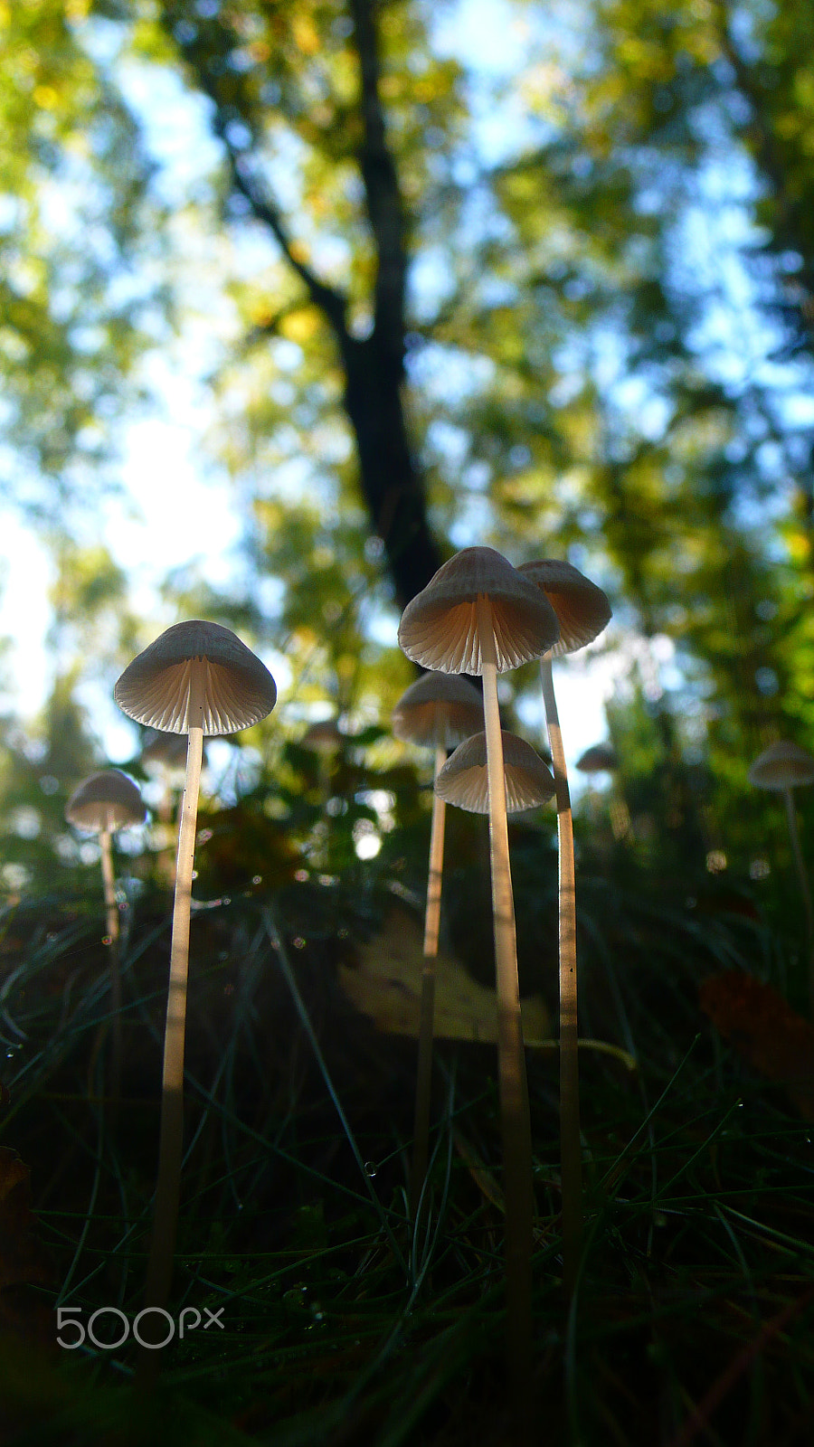 Panasonic DMC-LX2 sample photo. From the fungi series photography