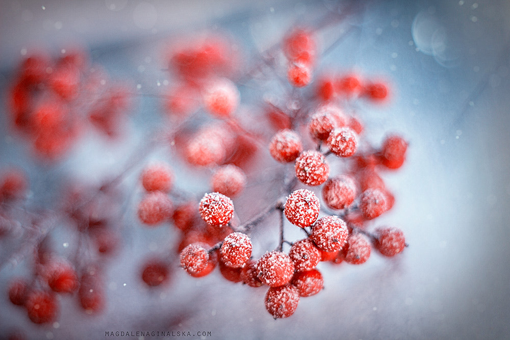 Canon EF 35-80mm f/4-5.6 sample photo. Wintertime bliss photography