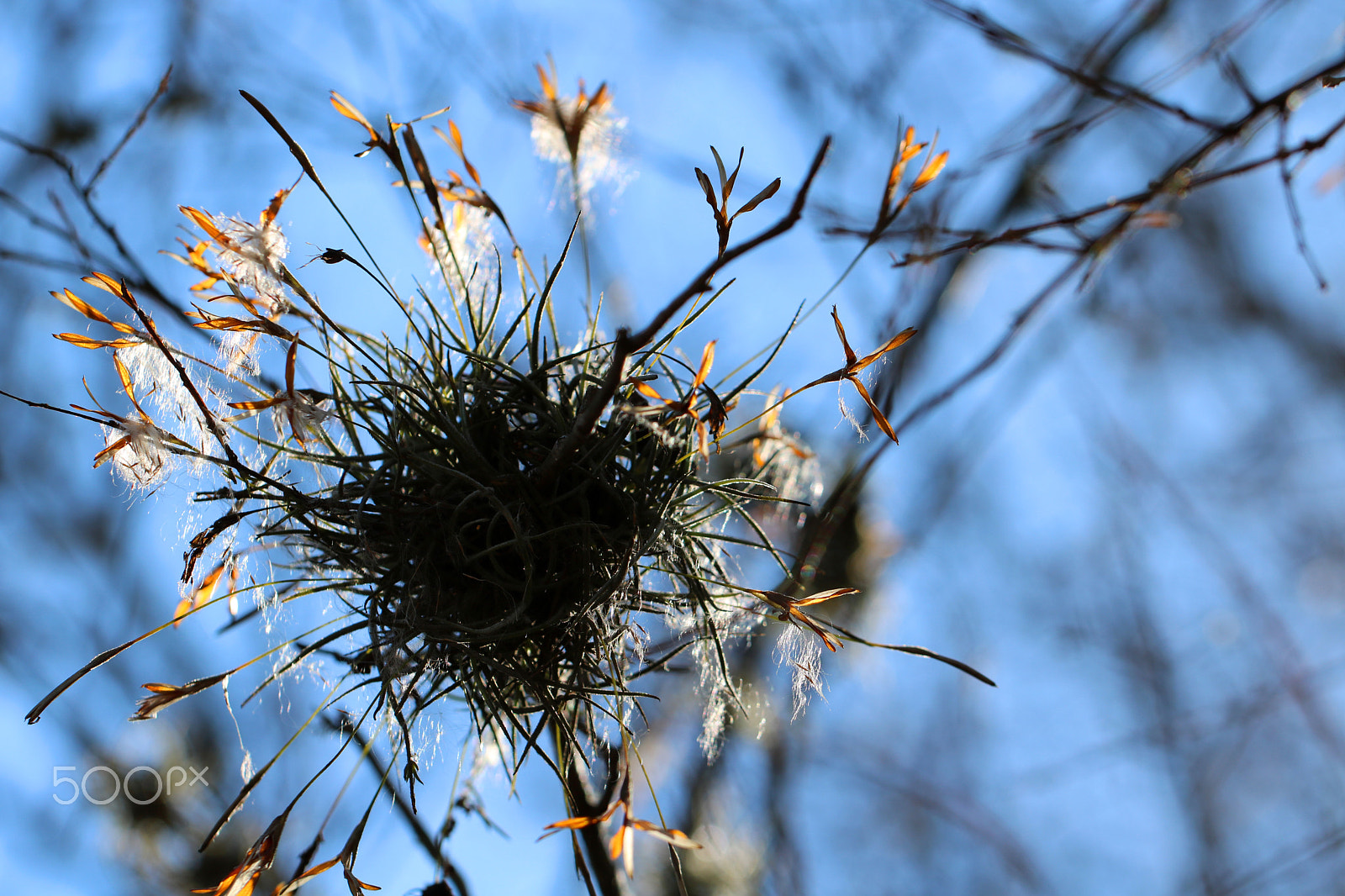 Canon EF 100mm F2.8L Macro IS USM sample photo. Epiphyte 6258 photography