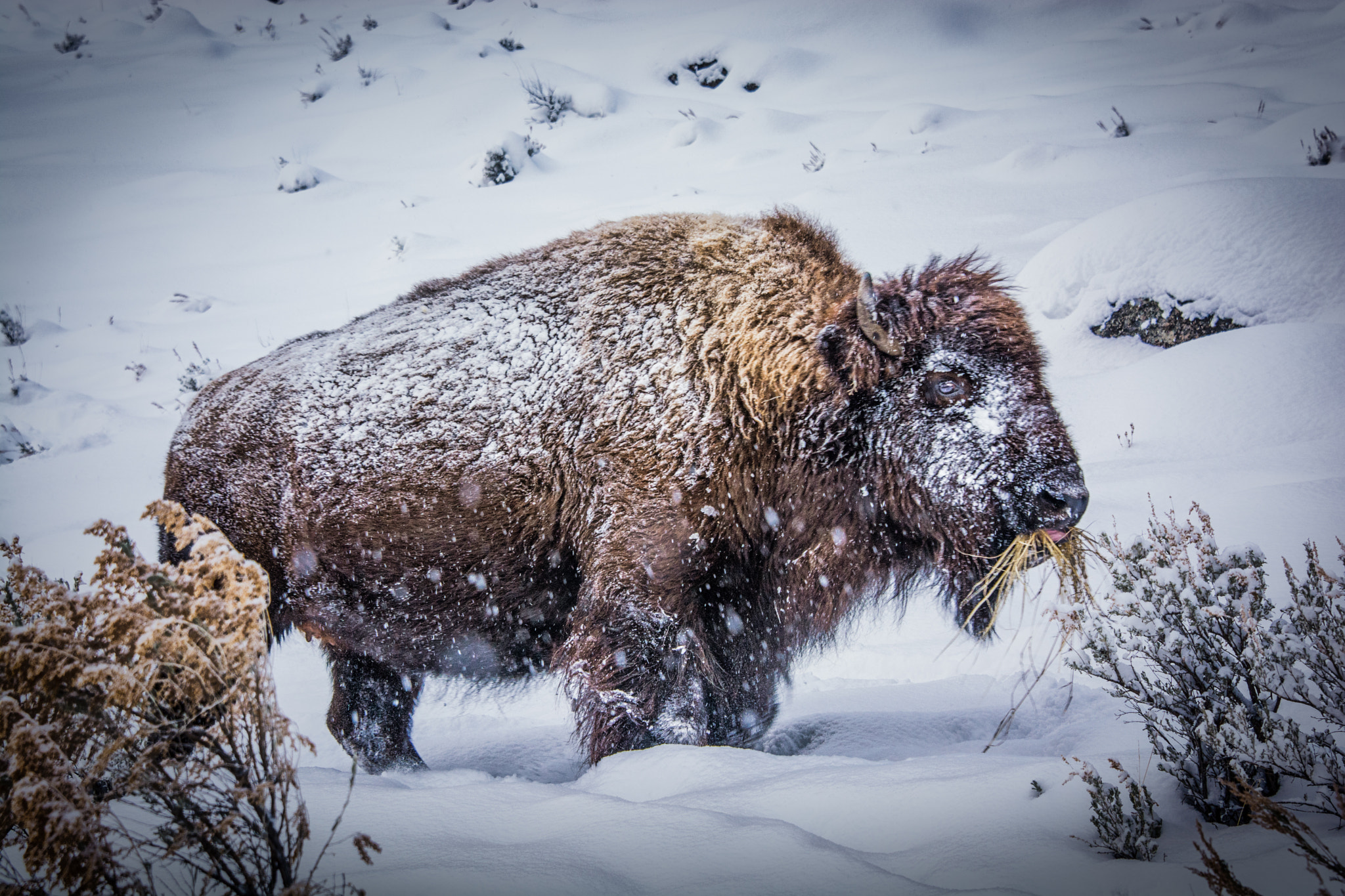 Nikon D7100 + Nikon AF-S Nikkor 28-300mm F3.5-5.6G ED VR sample photo. Winter life in yellowstone photography