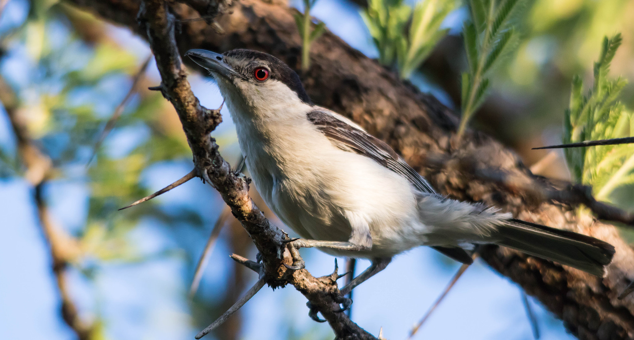 Sigma 150-500mm F5-6.3 DG OS HSM sample photo. Black backed puffback female photography