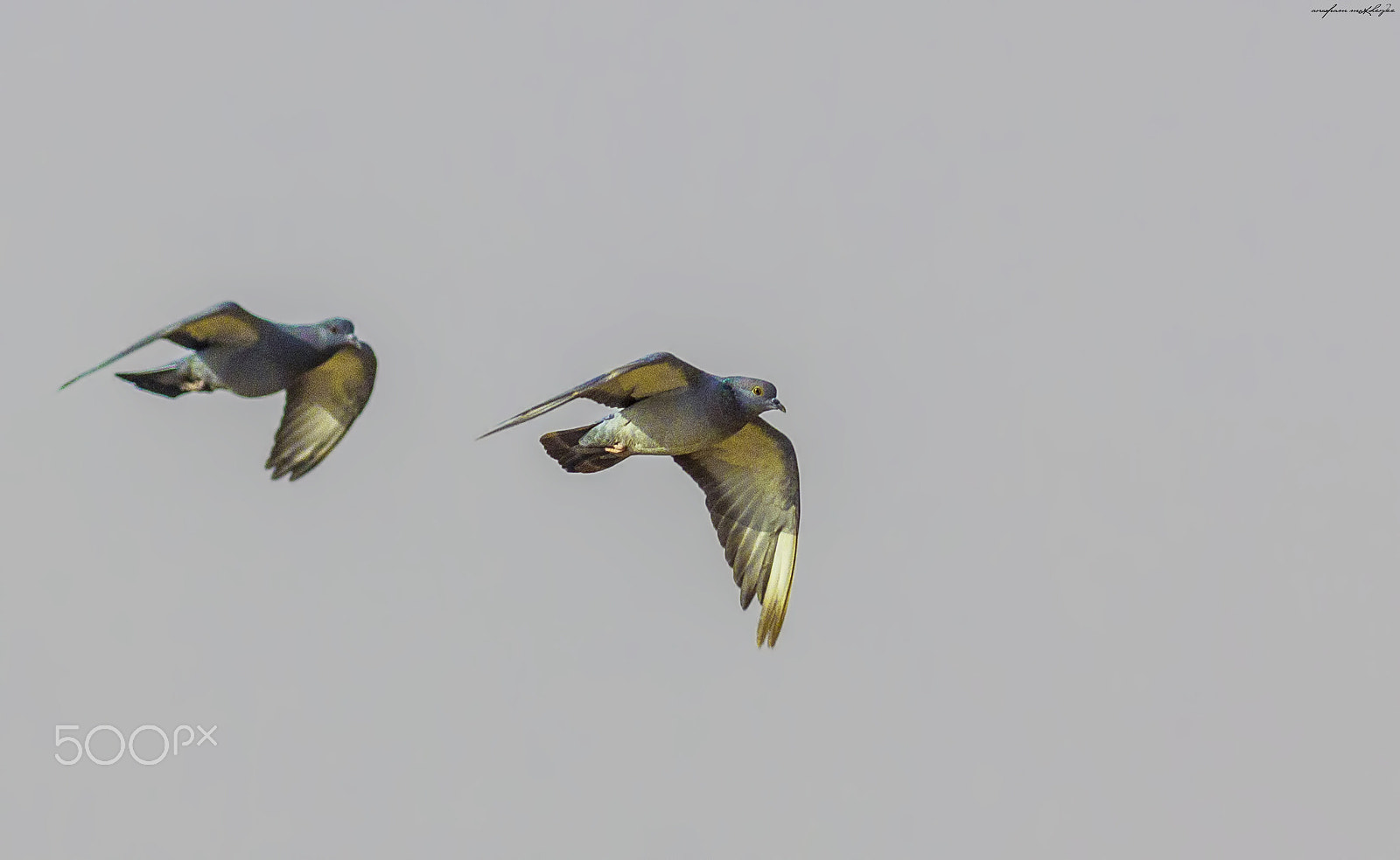 Canon EOS 60D + Canon EF 400mm F5.6L USM sample photo. Yellow eyed pigeon photography