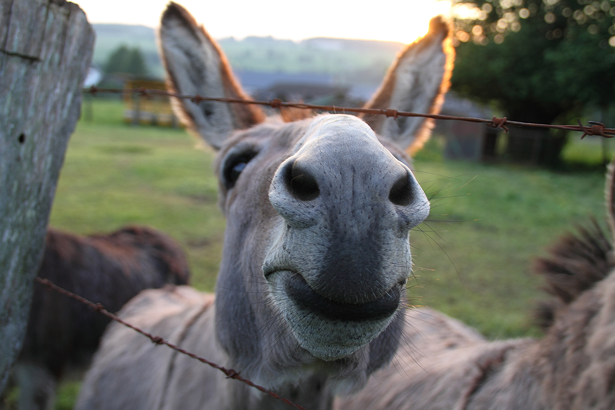 Canon EOS 7D + Sigma 18-200mm f/3.5-6.3 DC OS HSM [II] sample photo. Donkey photography