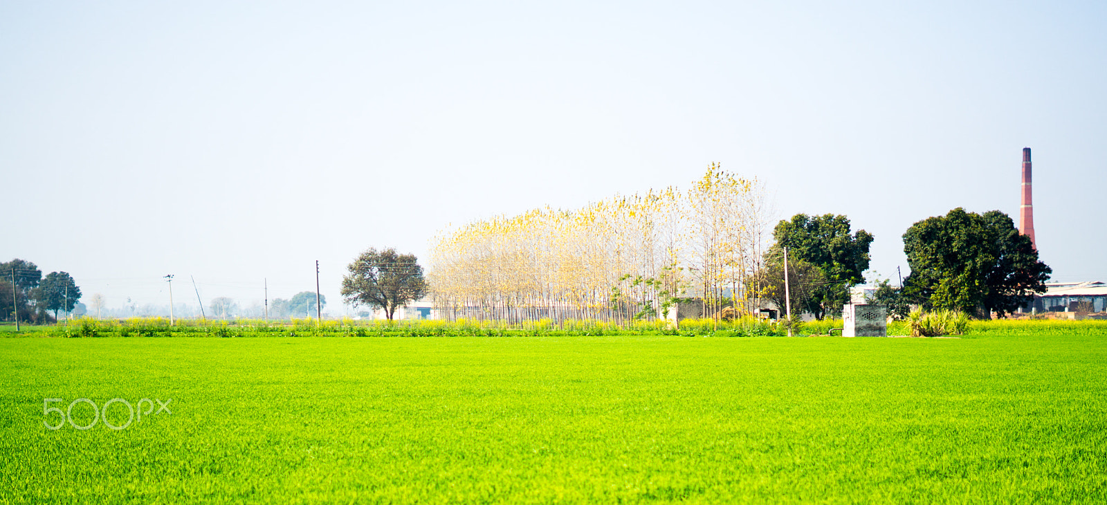 Sony FE 50mm F1.8 sample photo. Field photography