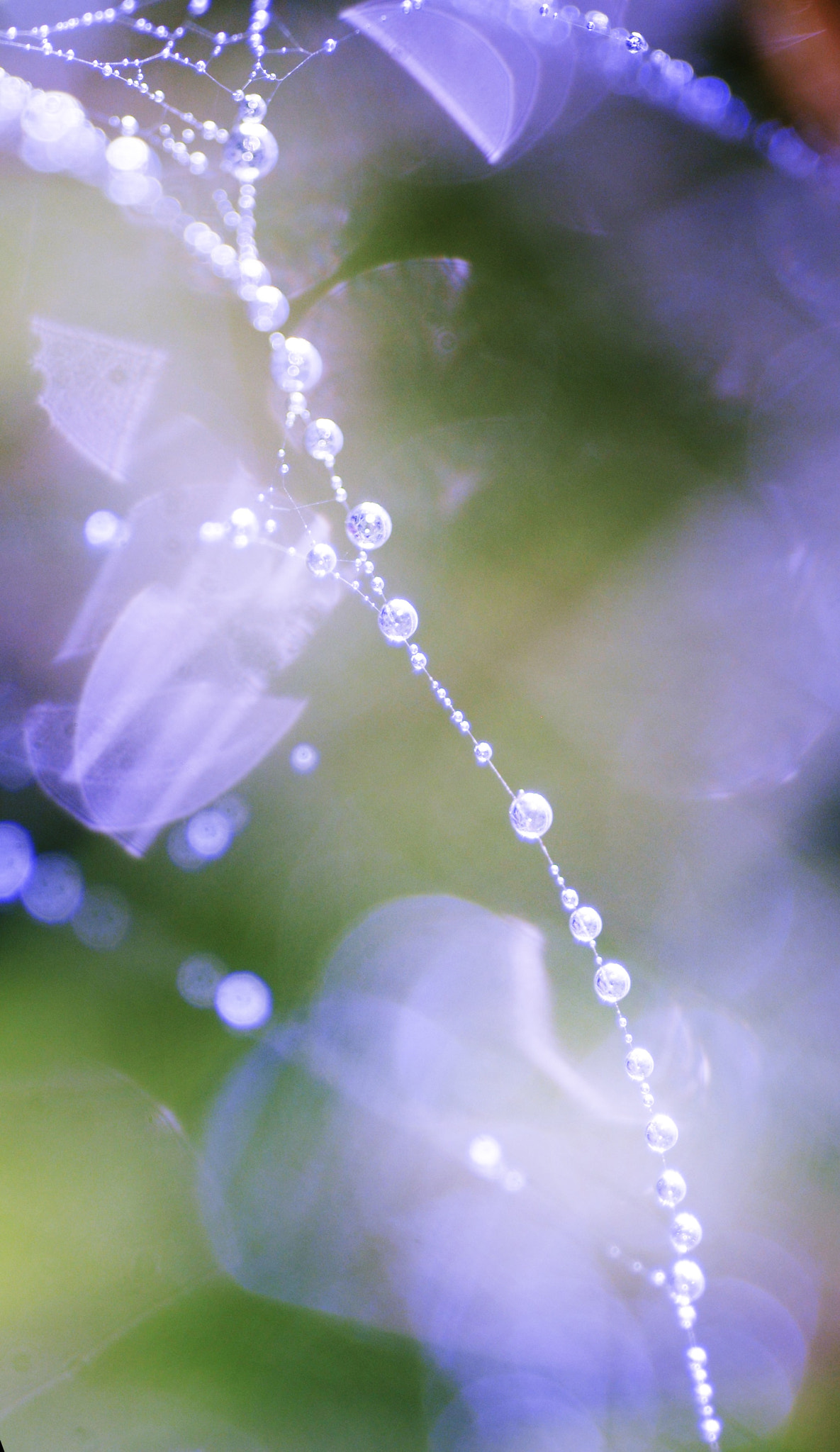 Sigma 150mm F2.8 EX DG Macro HSM sample photo. Dsc photography
