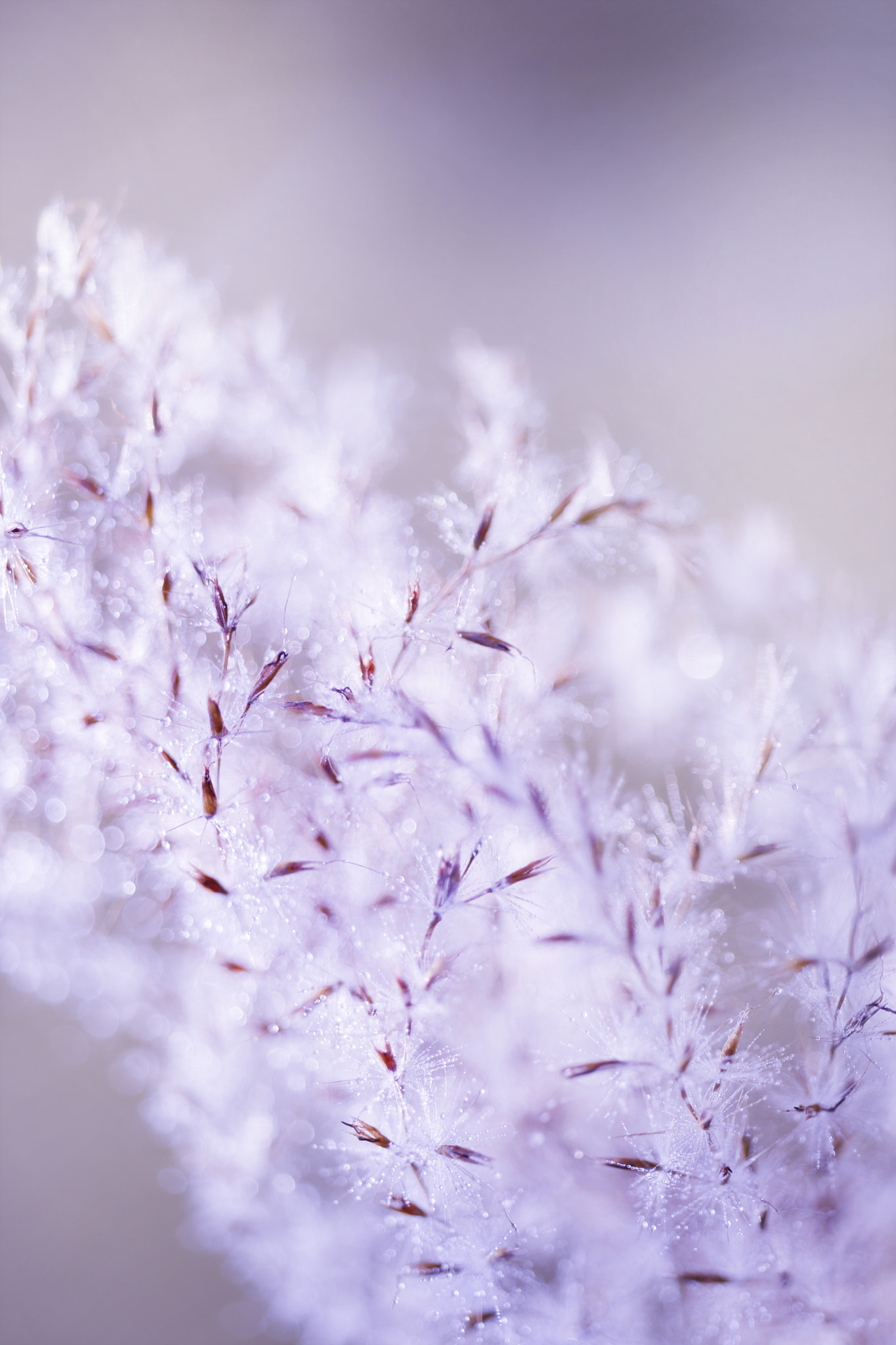 Sigma 150mm F2.8 EX DG Macro HSM sample photo. Dsc photography