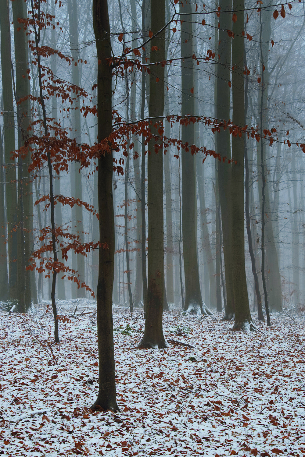 Tamron 16-300mm F3.5-6.3 Di II VC PZD Macro sample photo. The forest photography