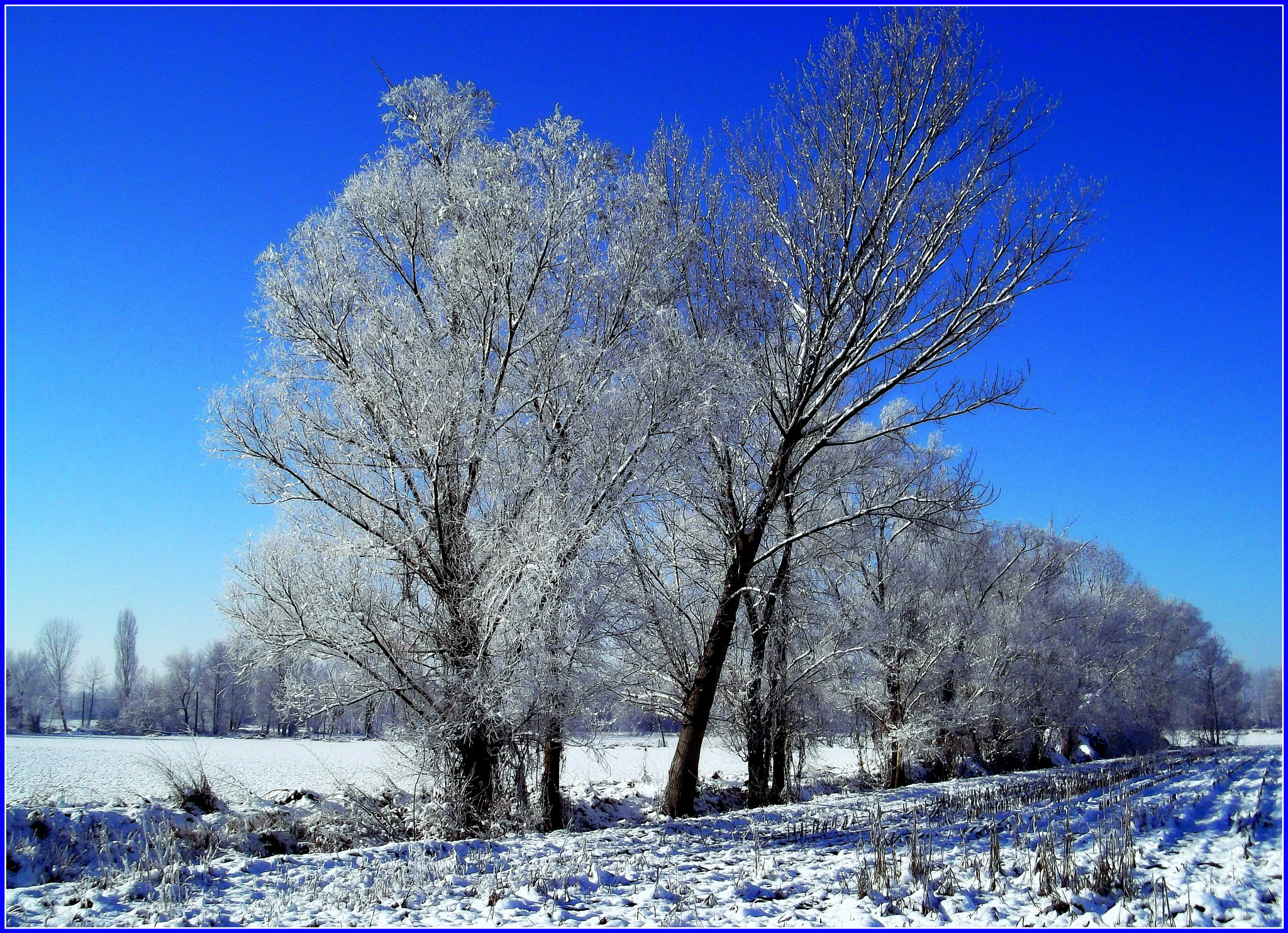 Fujifilm FinePix JX250 sample photo. L'inverno bianco........e blù! photography