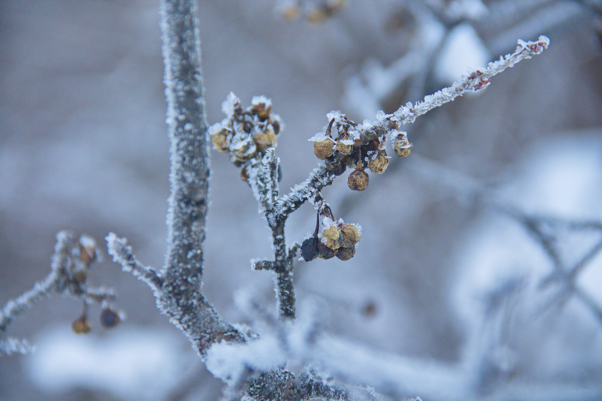 Canon EF-S 18-135mm F3.5-5.6 IS sample photo. Berberis photography