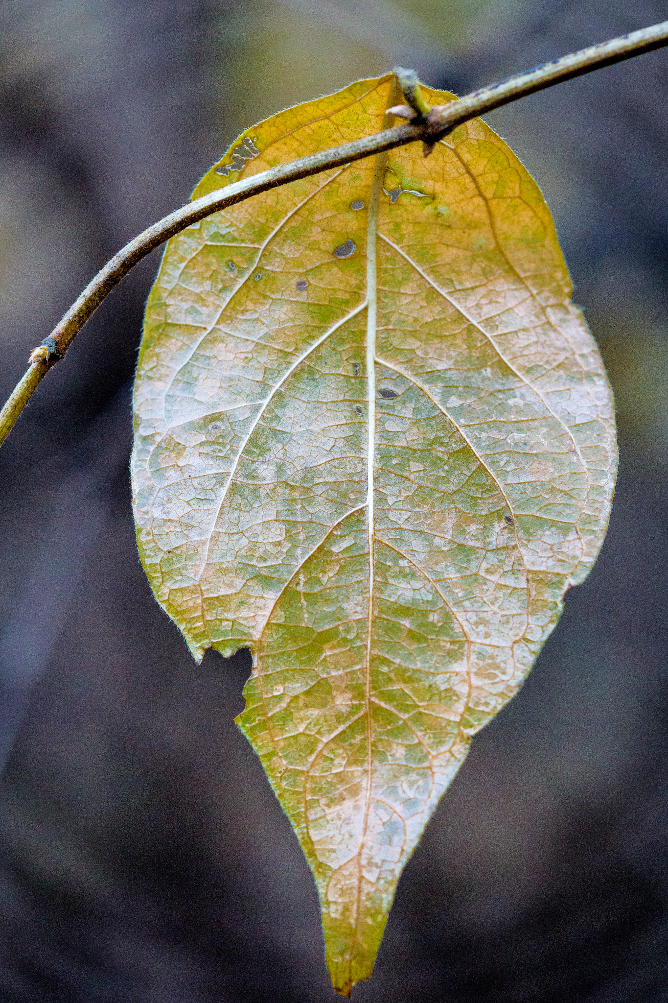 Sony a6000 + Sony FE 90mm F2.8 Macro G OSS sample photo. Single back-lit winter leaf photography