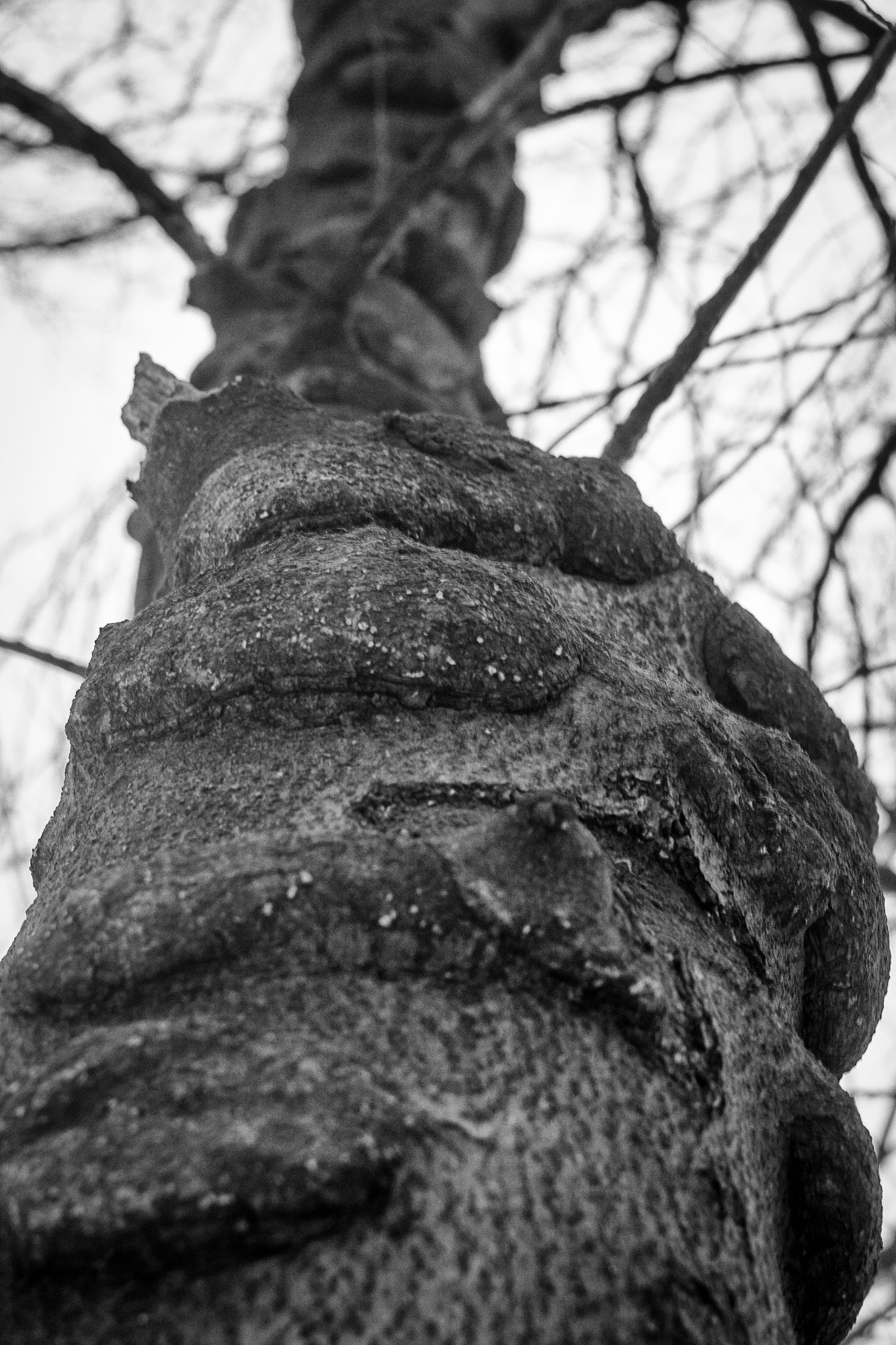 Canon EF 35-80mm f/4-5.6 sample photo. A growth photography