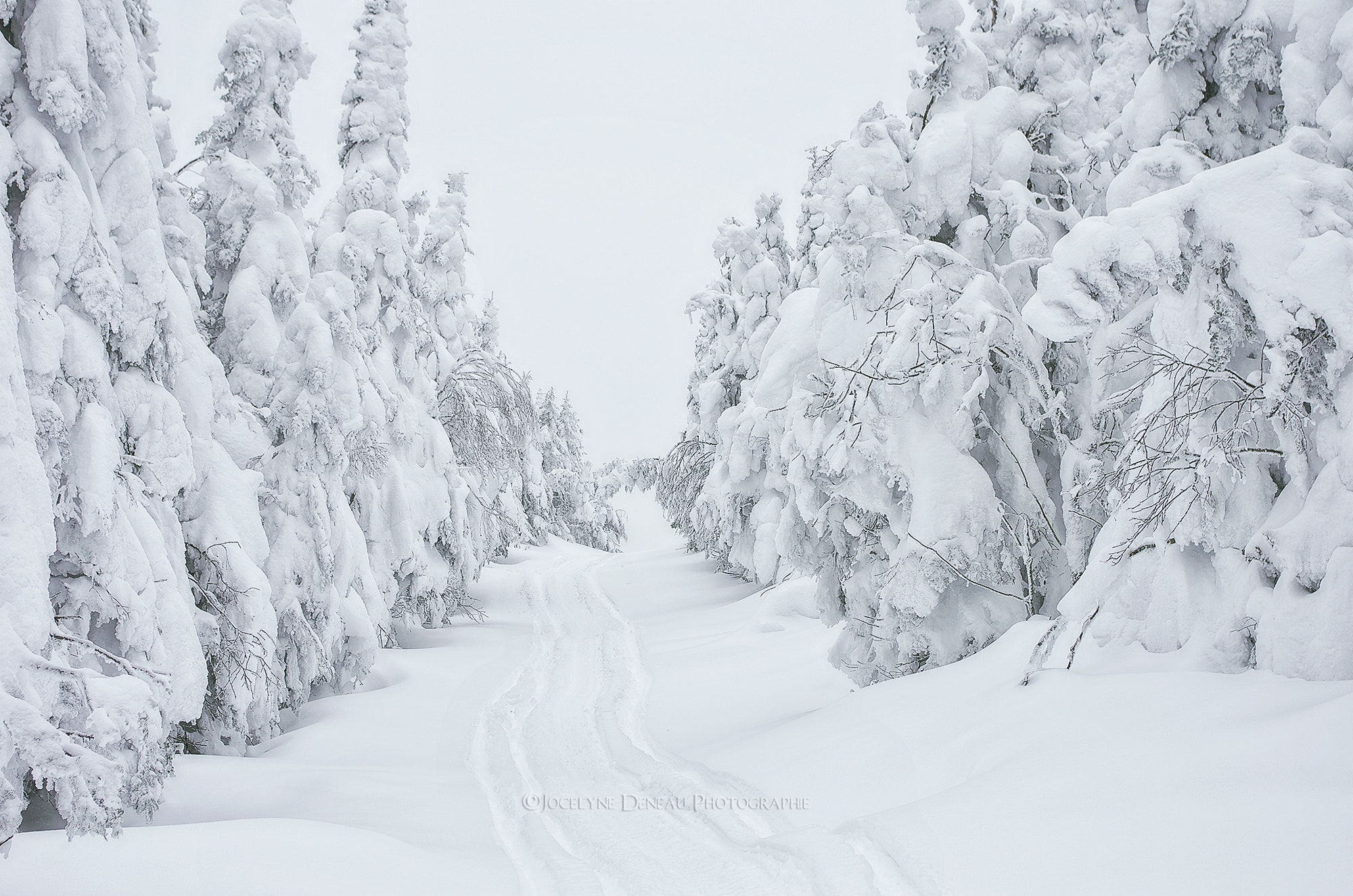 smc PENTAX-DA L 18-55mm F3.5-5.6 sample photo. In the depth of winter. photography