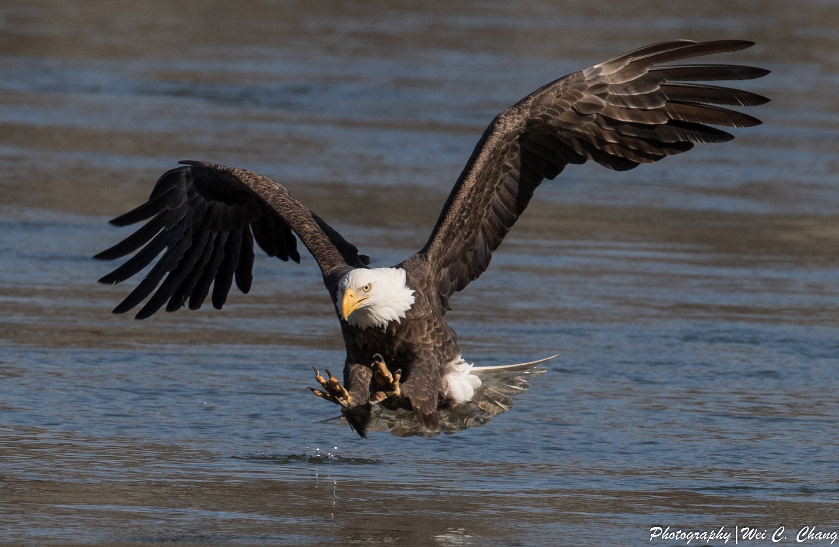 Nikon AF-S Nikkor 500mm F4E FL ED VR sample photo. Bald eagle photography